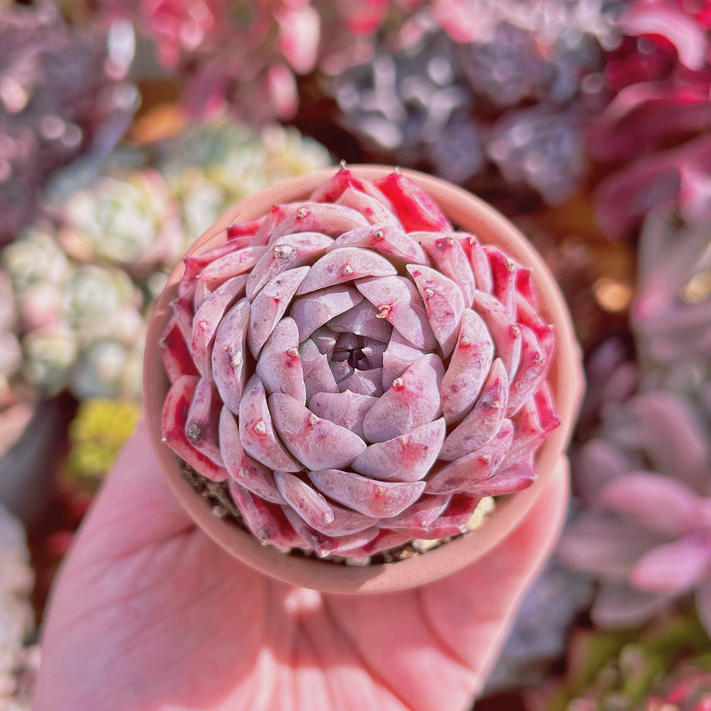 #579現物　多肉植物　海神