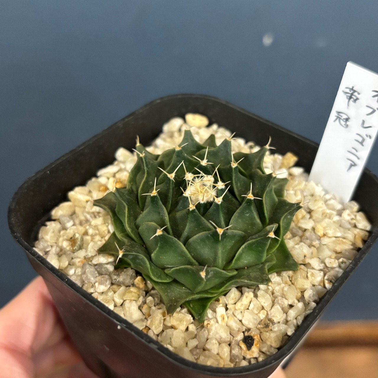 【現品】2026年 サボテン福袋 20,000円