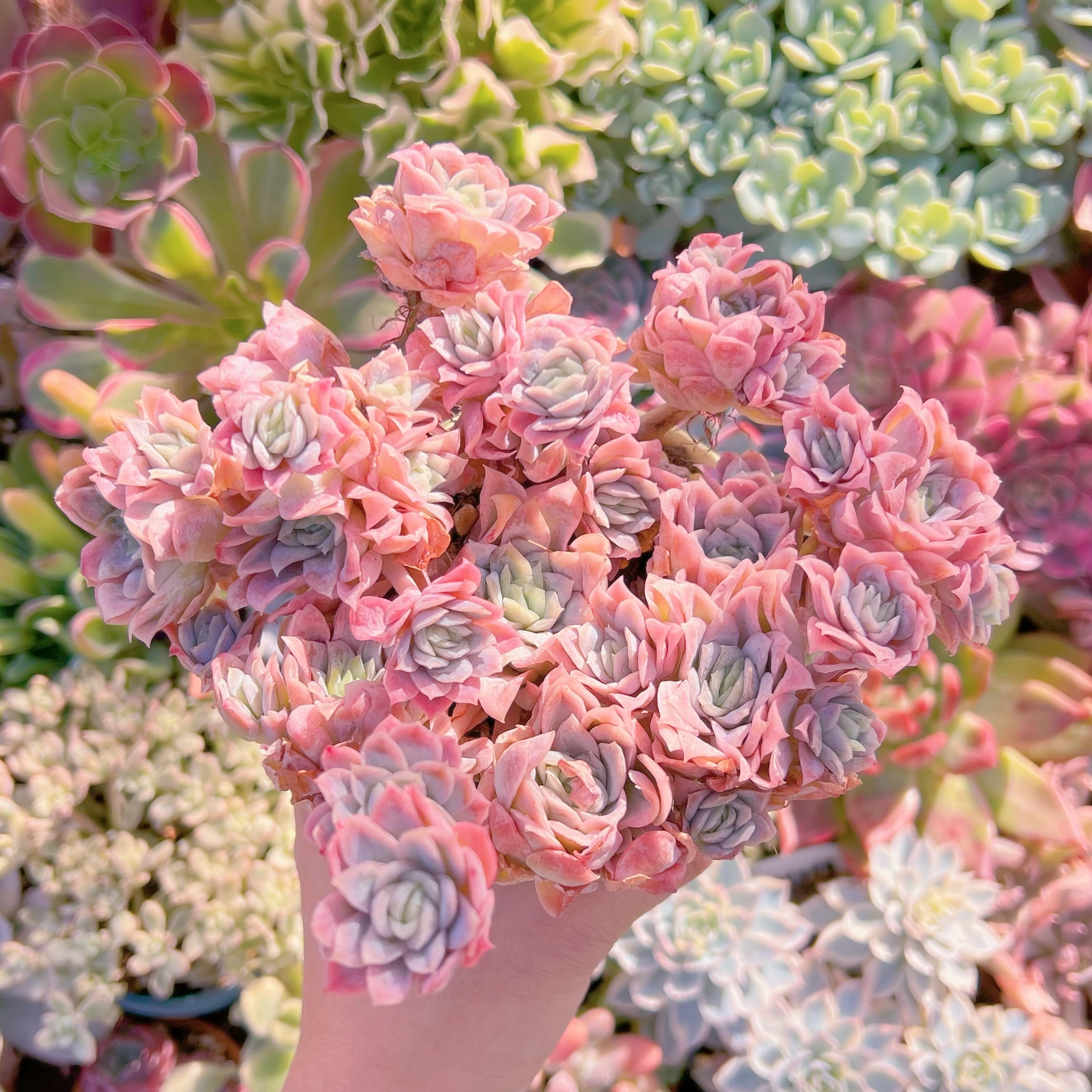 多肉植物　クィーンローズ覆輪錦　特大群生　新入荷