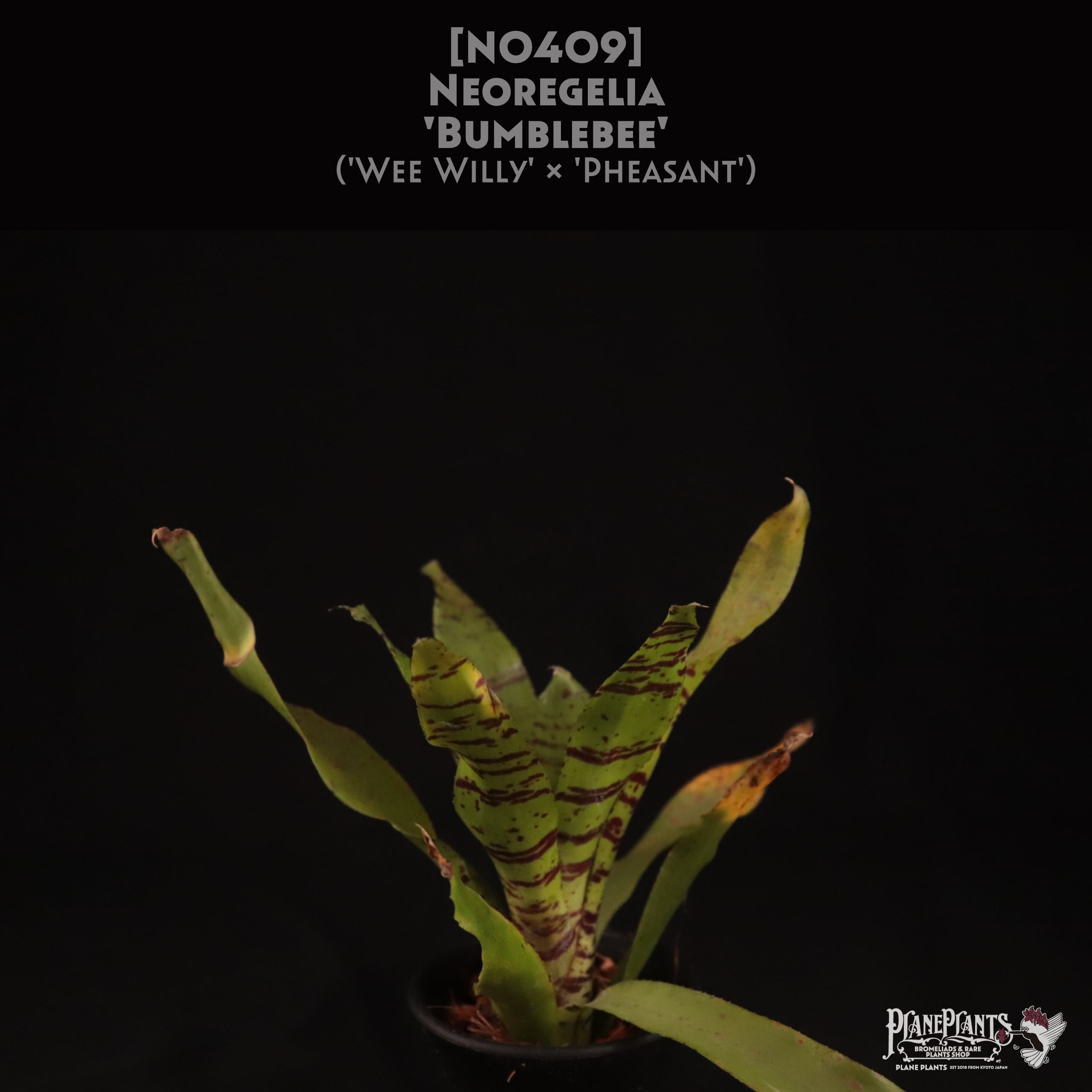 送料無料】Neoregelia 'Bumblebee'〔ネオレゲリア〕現品発送 送料無料】Neoregelia 'Bumblebee'〔ネオレゲリア〕現品発送