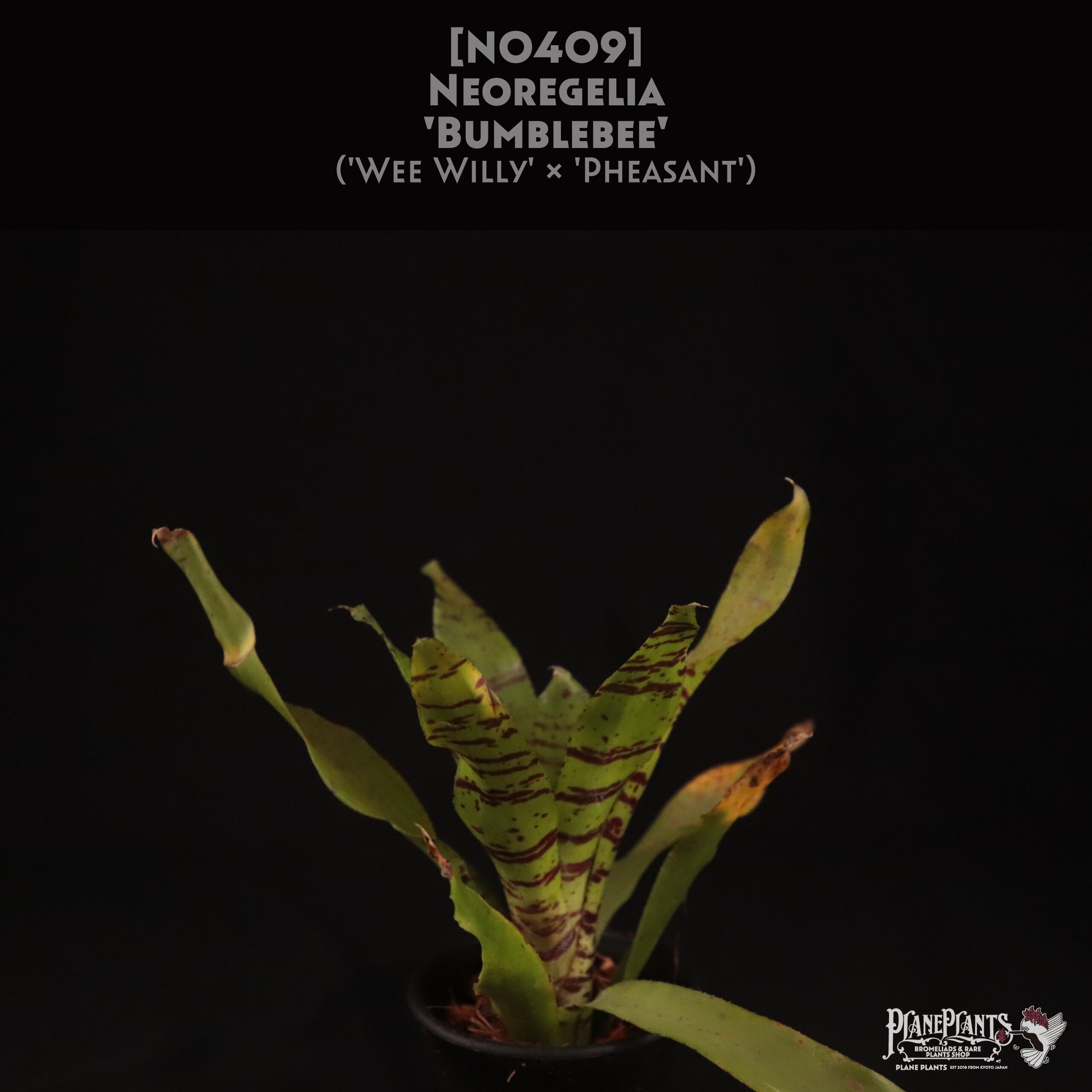 【送料無料】Neoregelia 'Bumblebee'〔ネオレゲリア〕現品発送N0409