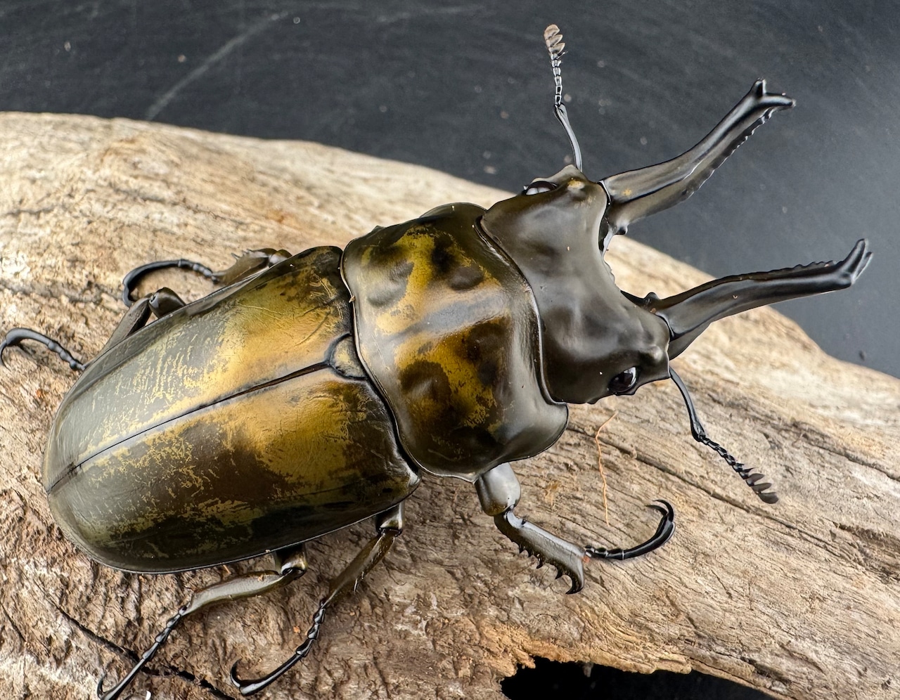 【F0】《ローゼンベルグオウゴンオニクワガタ 74.5mm ペア》