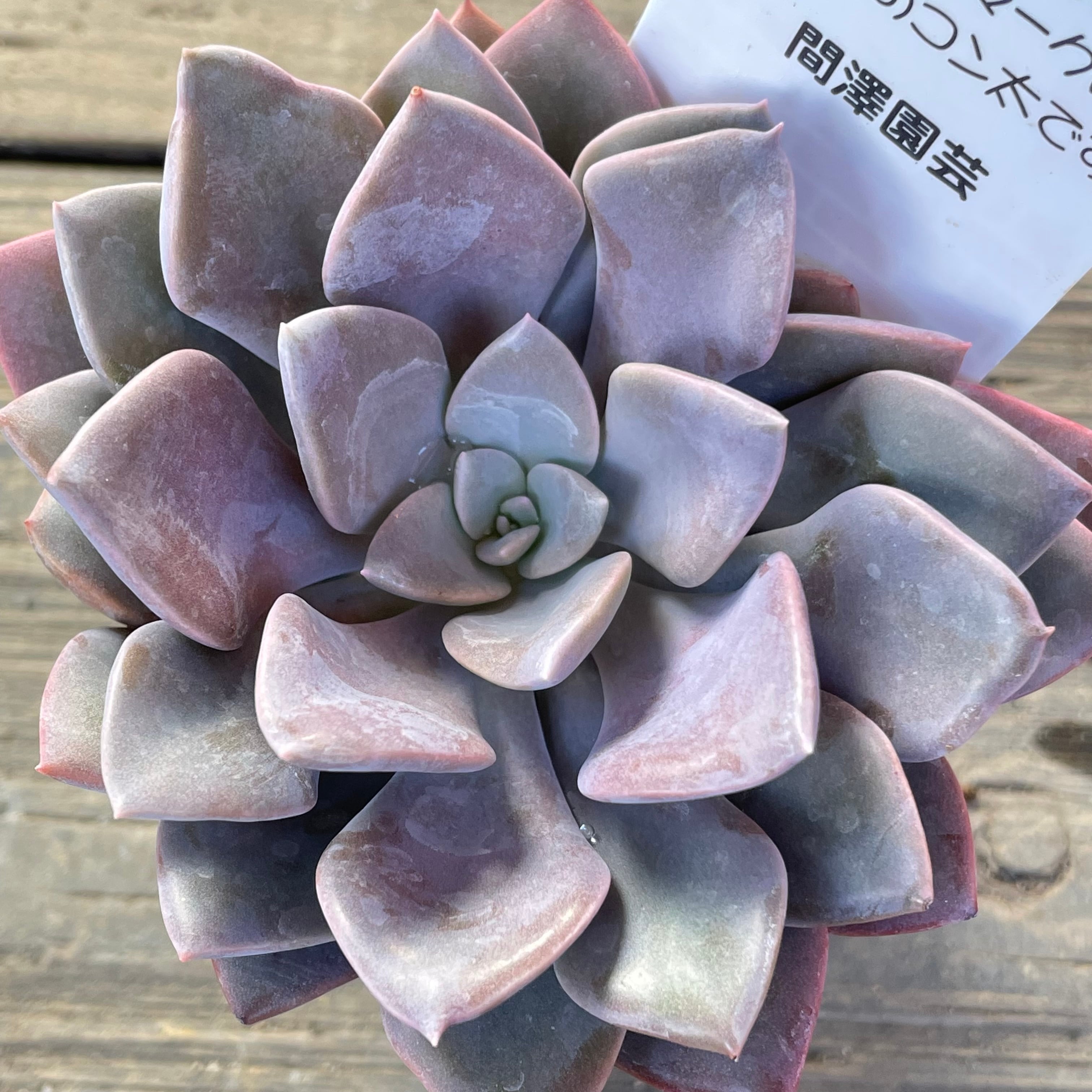 デビー | RuPo 多肉植物専門店