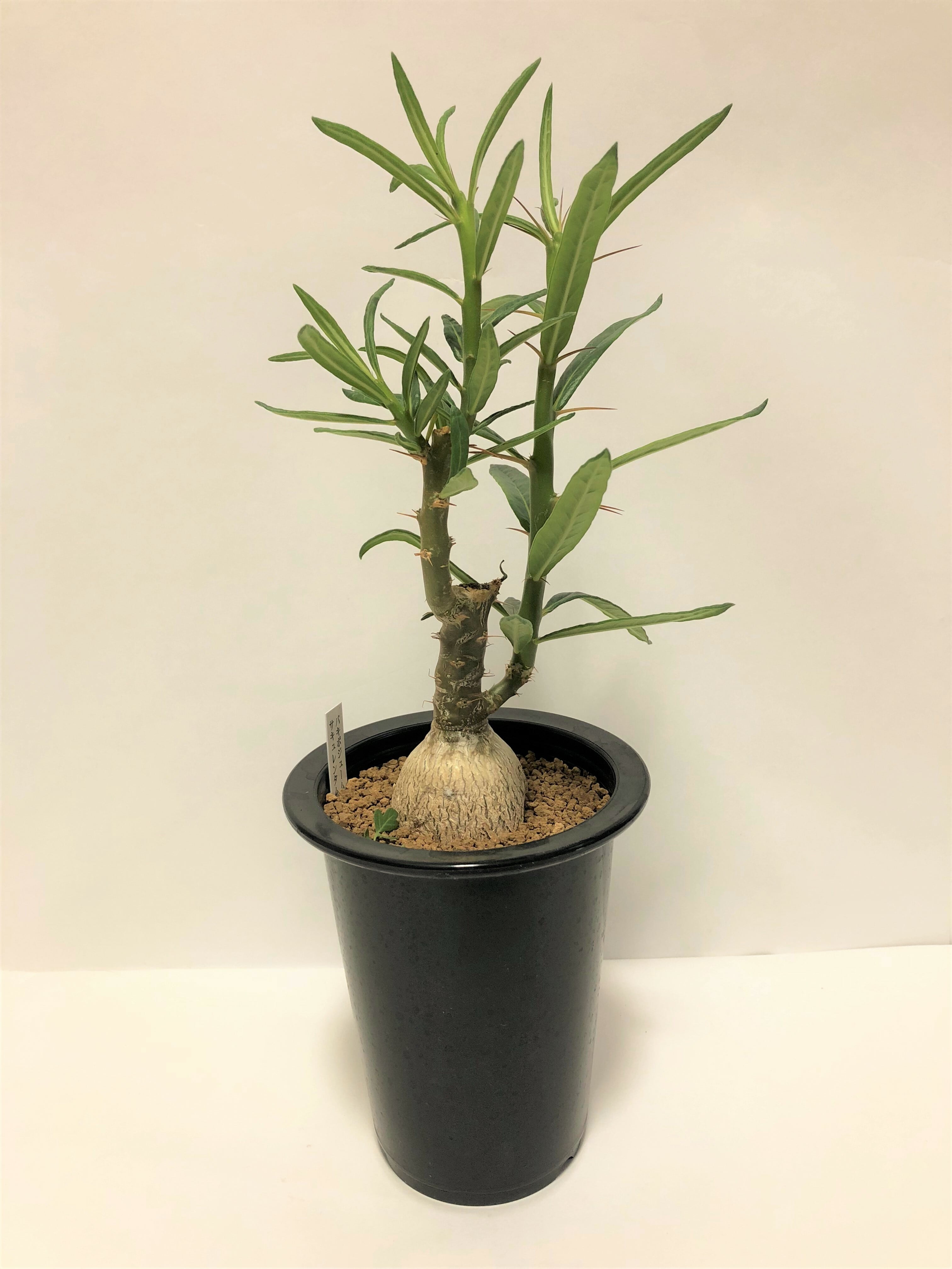Pachypodium succulentum パキポディウム サキュレンタム 天馬空 塊根