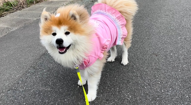 大型犬かわいい服｜ピンクワンピース｜犬用｜秋田犬｜女の子｜犬｜2024|かわいい｜kawaii