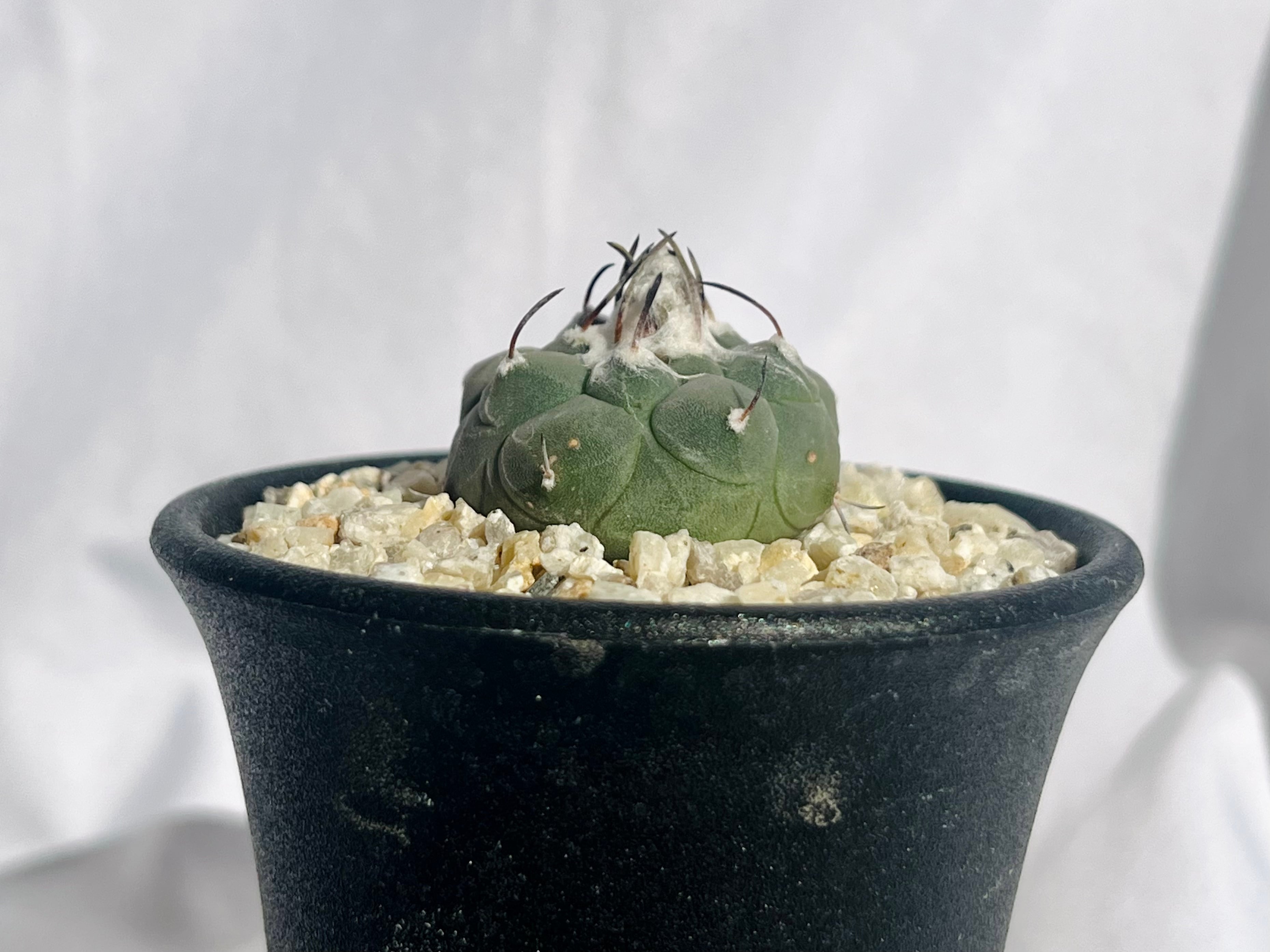 Turbinicarpus jauernigii ツルビニカルプス ハウエルニギー サボテン