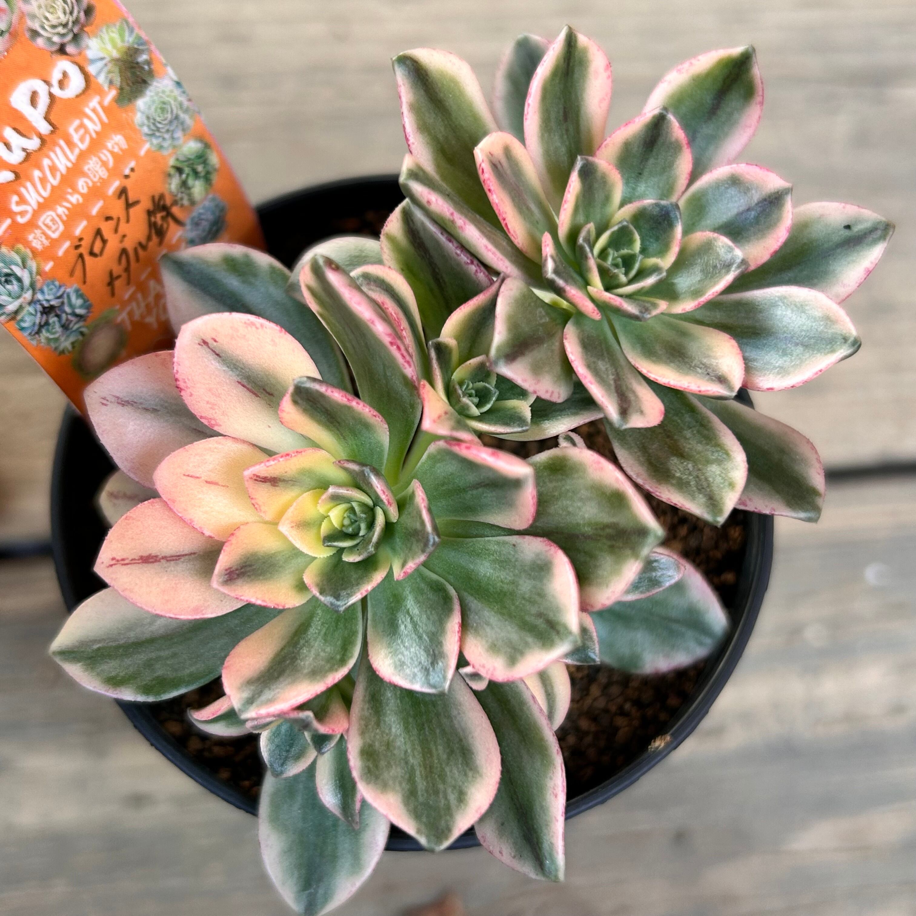 H)ブロンズメタル錦 | RuPo 多肉植物専門店