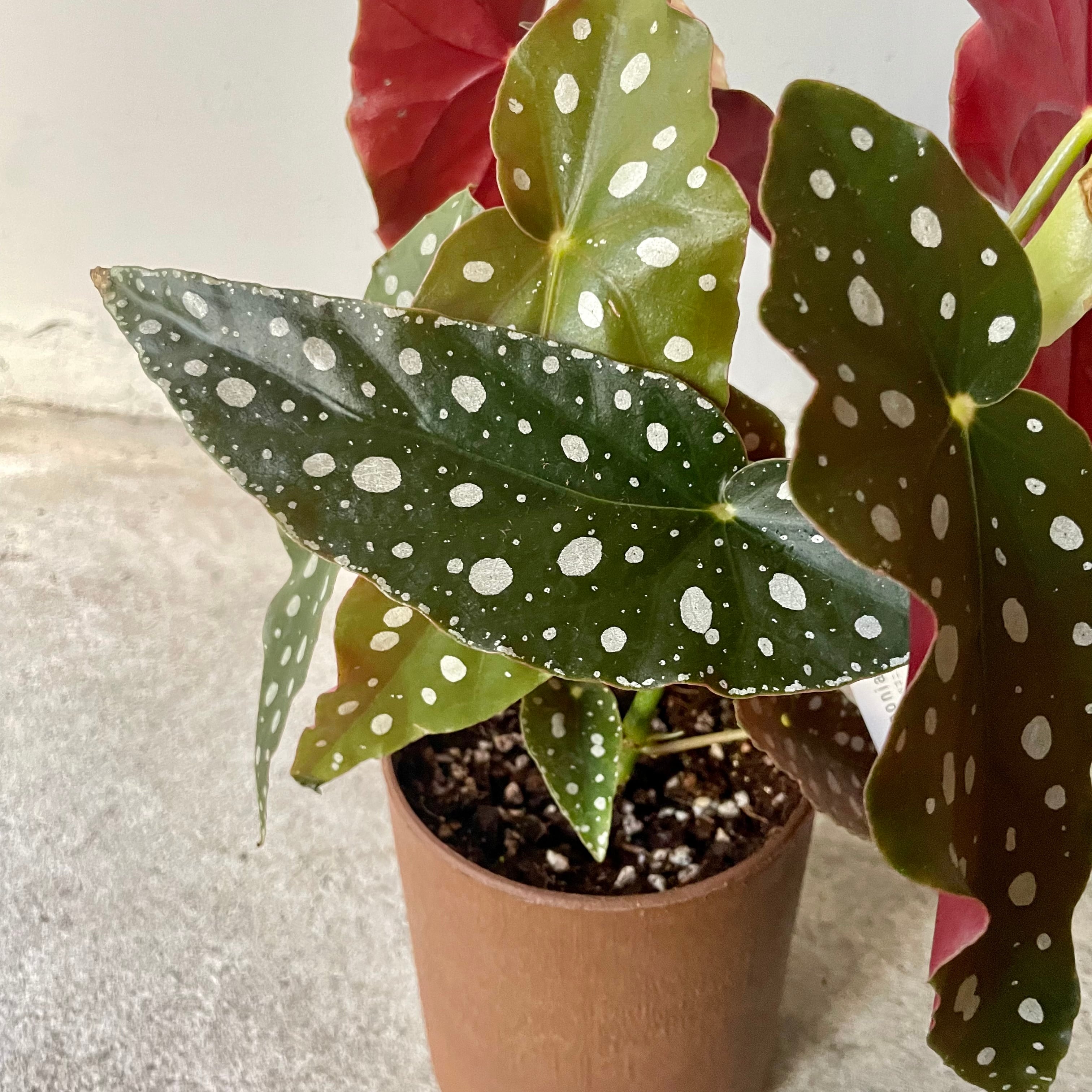 ベゴニア 'マクラータ' 水玉 ドット柄植物 | ハルカゼフラワー