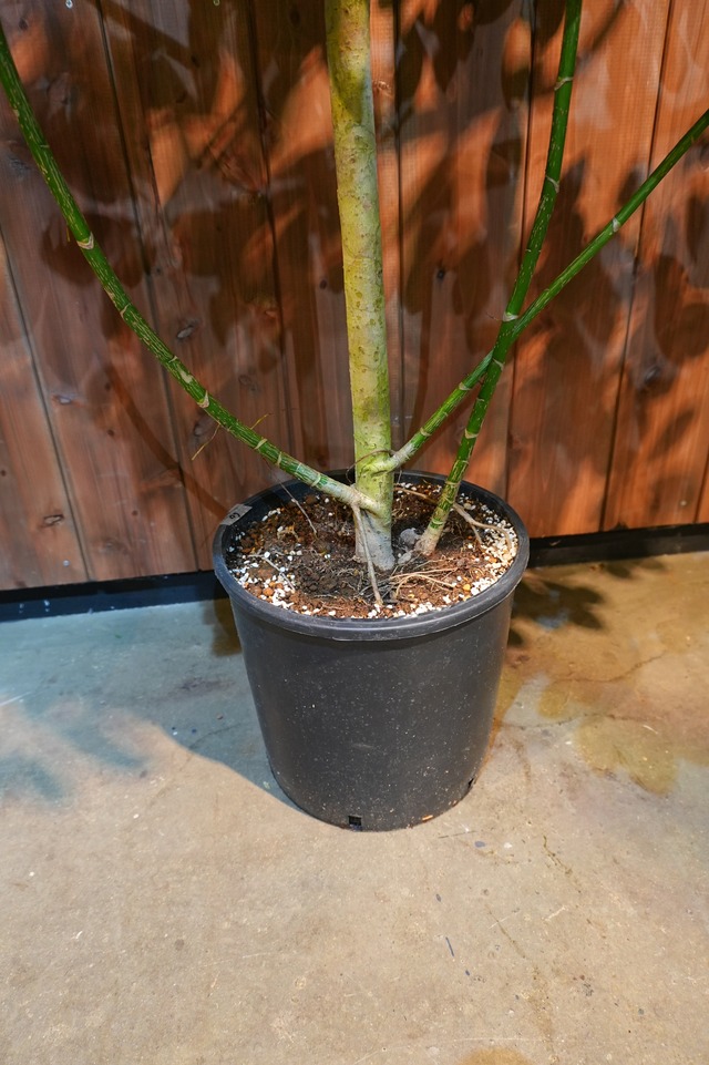 シェフレラ ホンコン斑入り