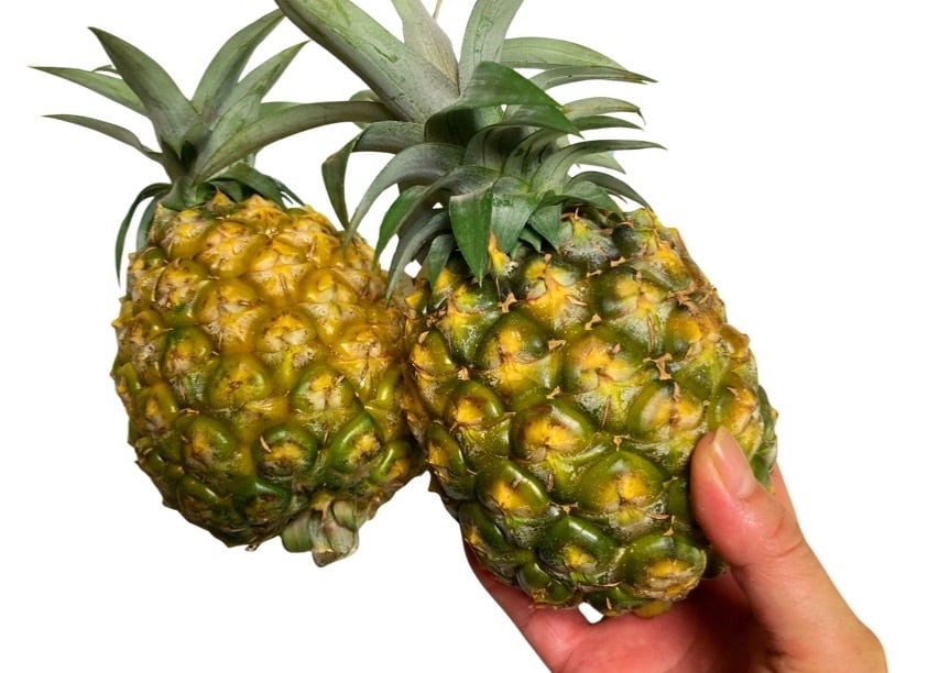お試しにも！リンゴのようなフルーツ！！沖縄産インドナツメかわいい