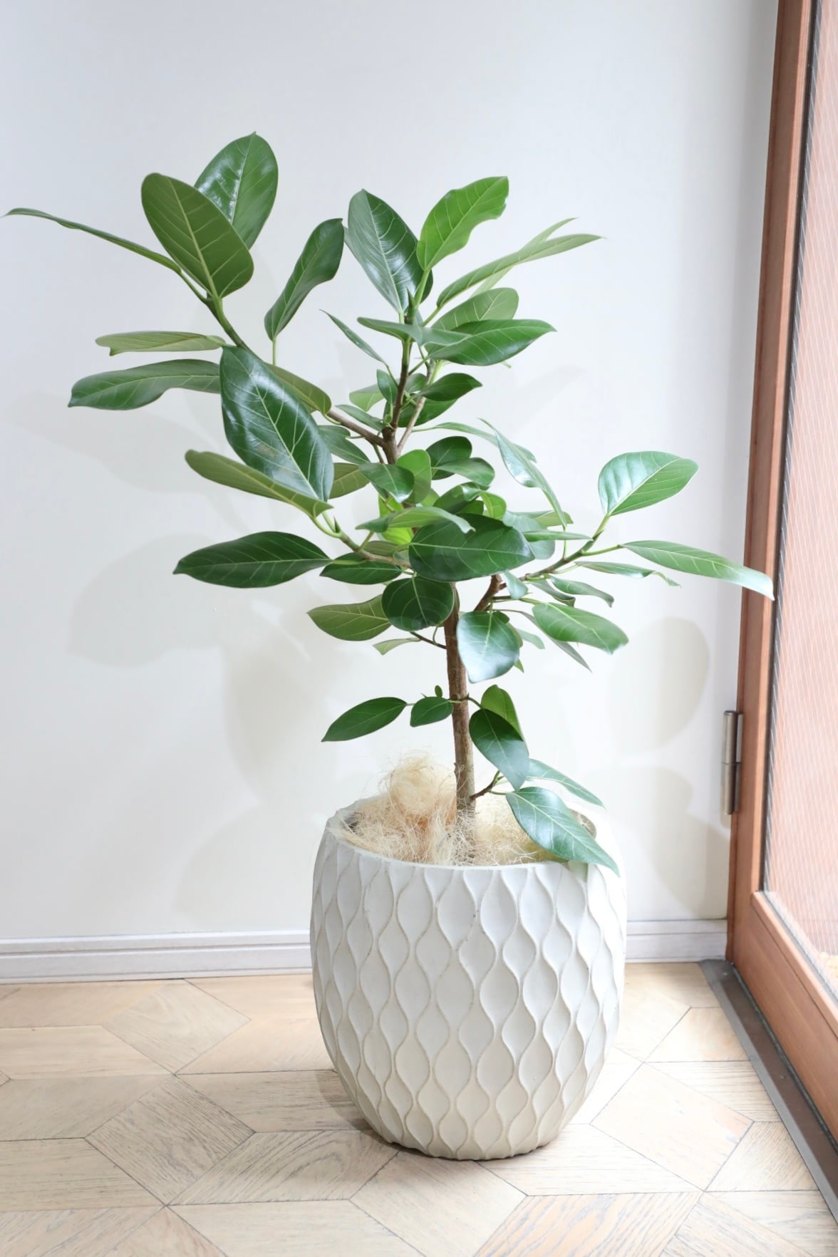 引き取り優先　フィカス・ベンガレンシス(東京・お届け可能) L/110cm】フィカス ベンガレンシス/Ficus benghalensis※陶器鉢カバー別