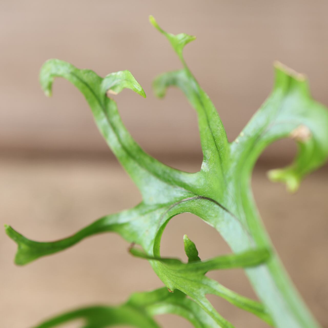 Microsorum sp 'Fireworks’ ミクロソリウム 410 弾ける花火『ミクロソラム sp 'Fireworks'』観葉植物 【送料無料