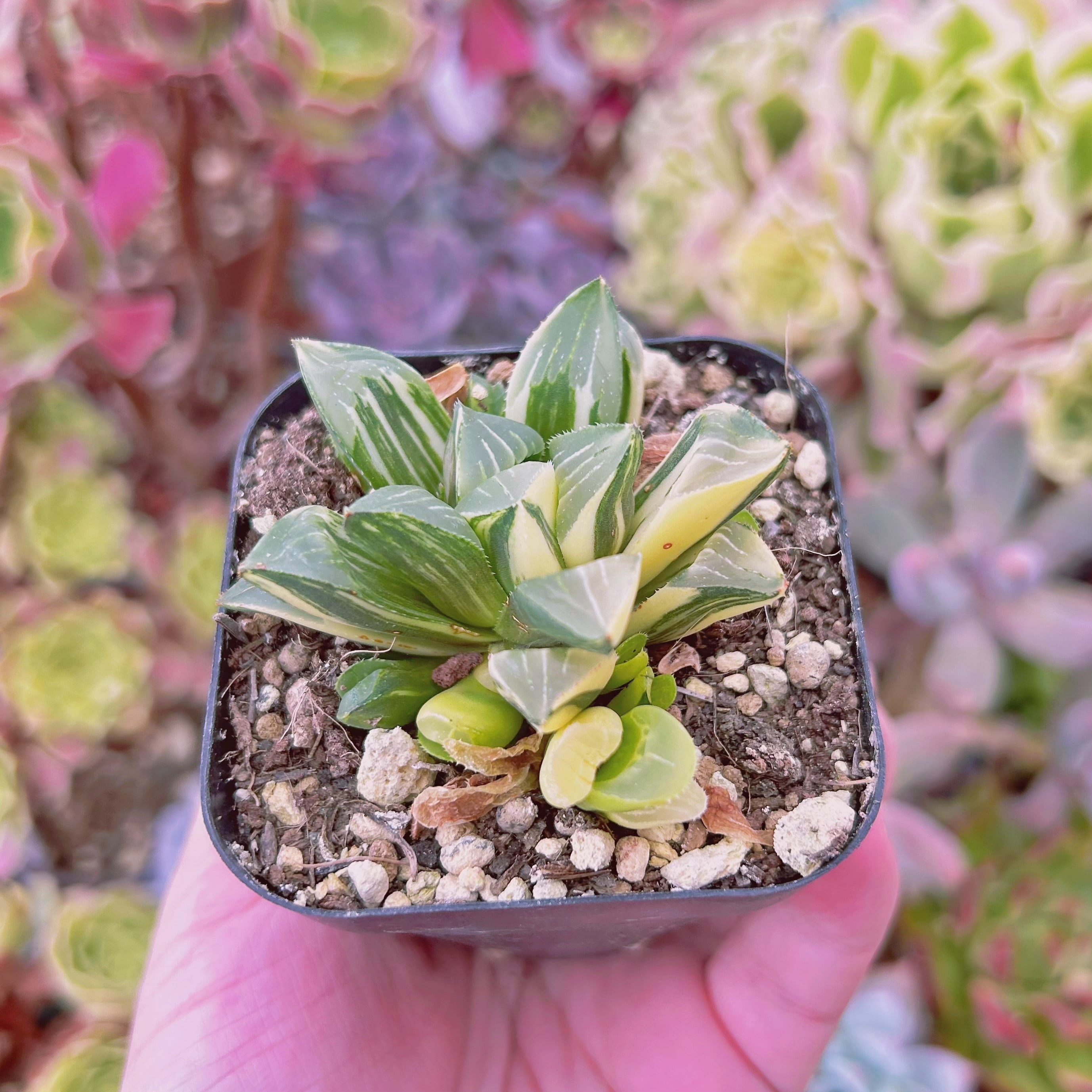 547現物 多肉植物 姫寿錦 抜き苗 | るる農園~多肉植物専門