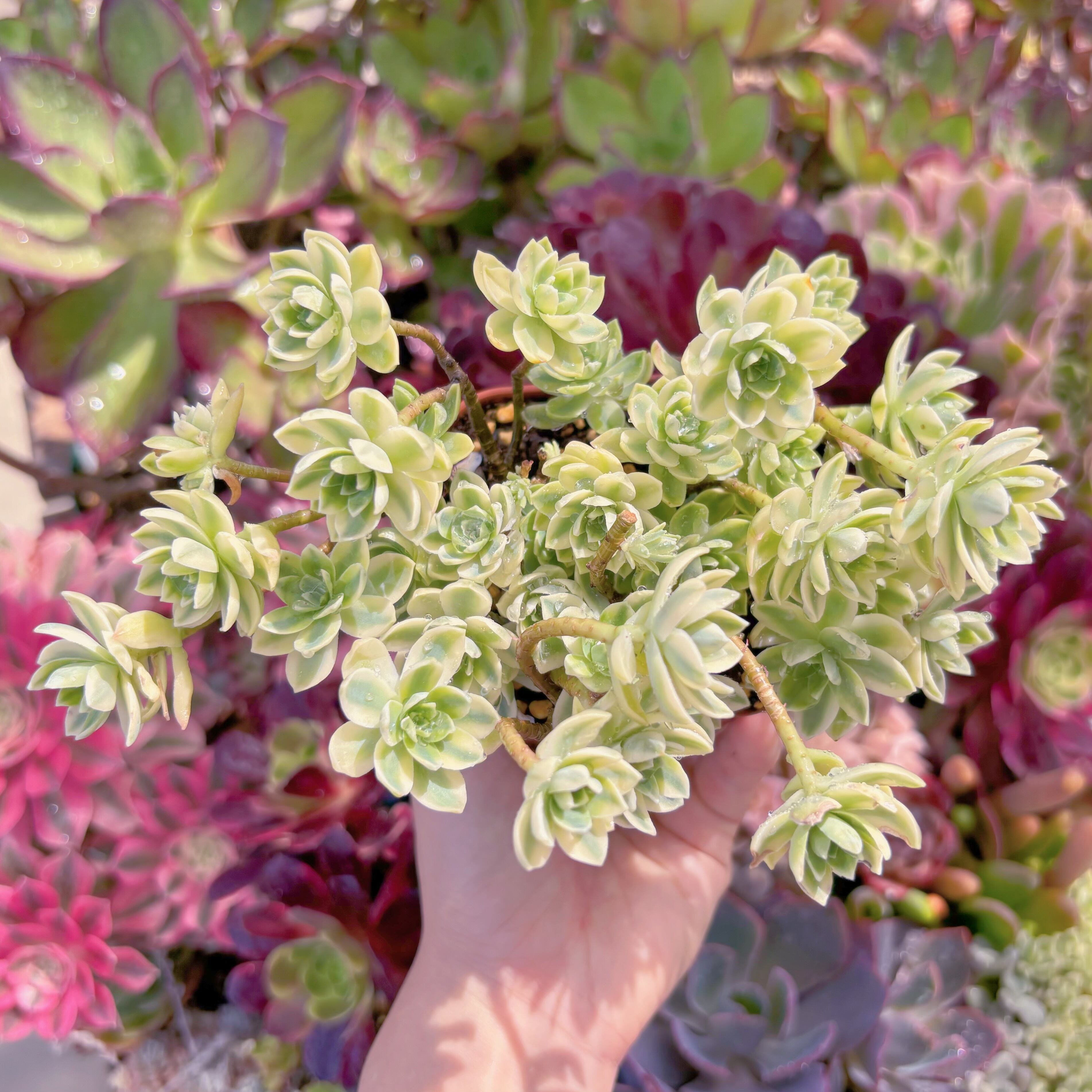 現品　Sedum Palmeri#052　るる農園