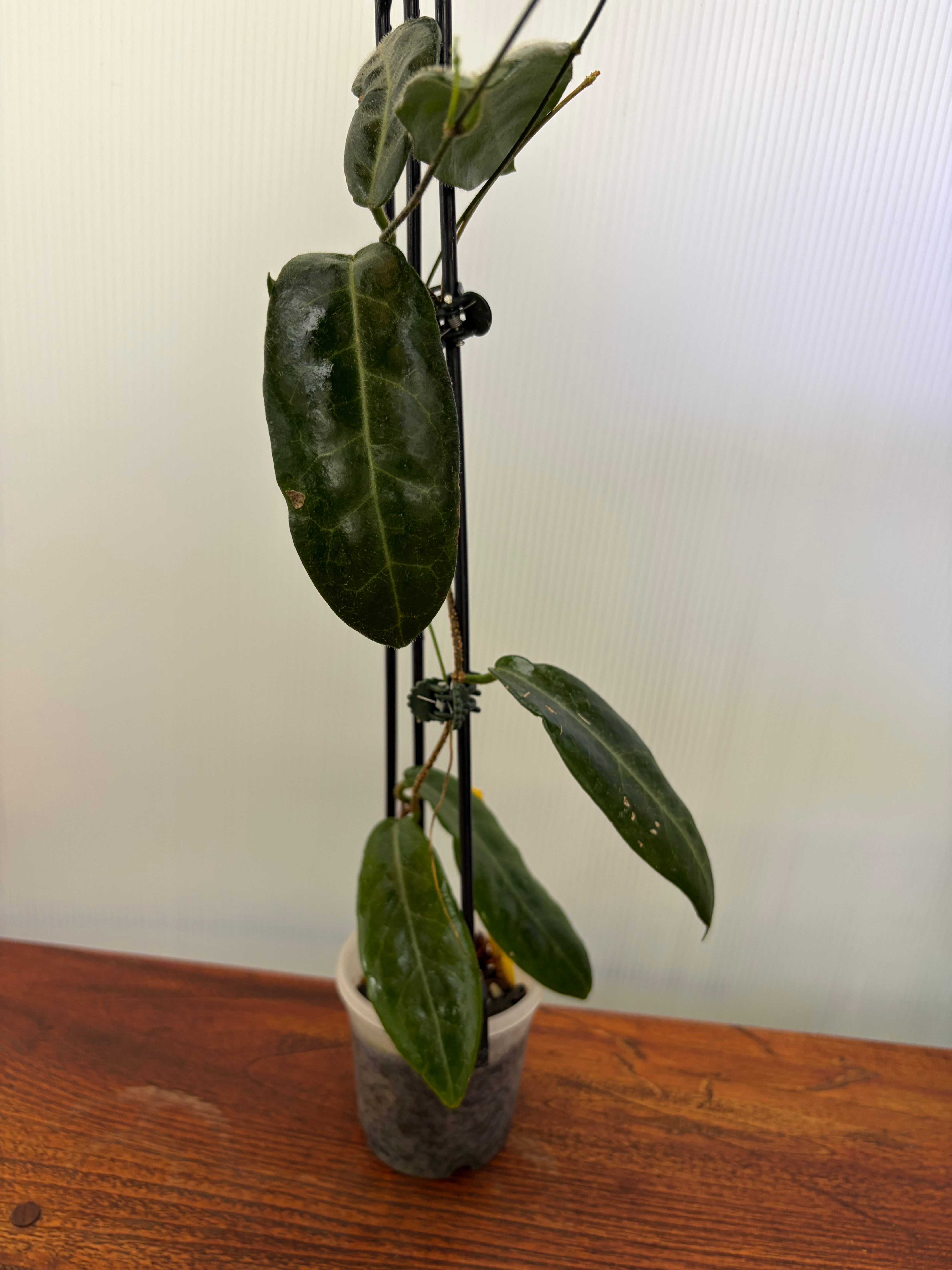 Hoya | BALI-AN 園芸