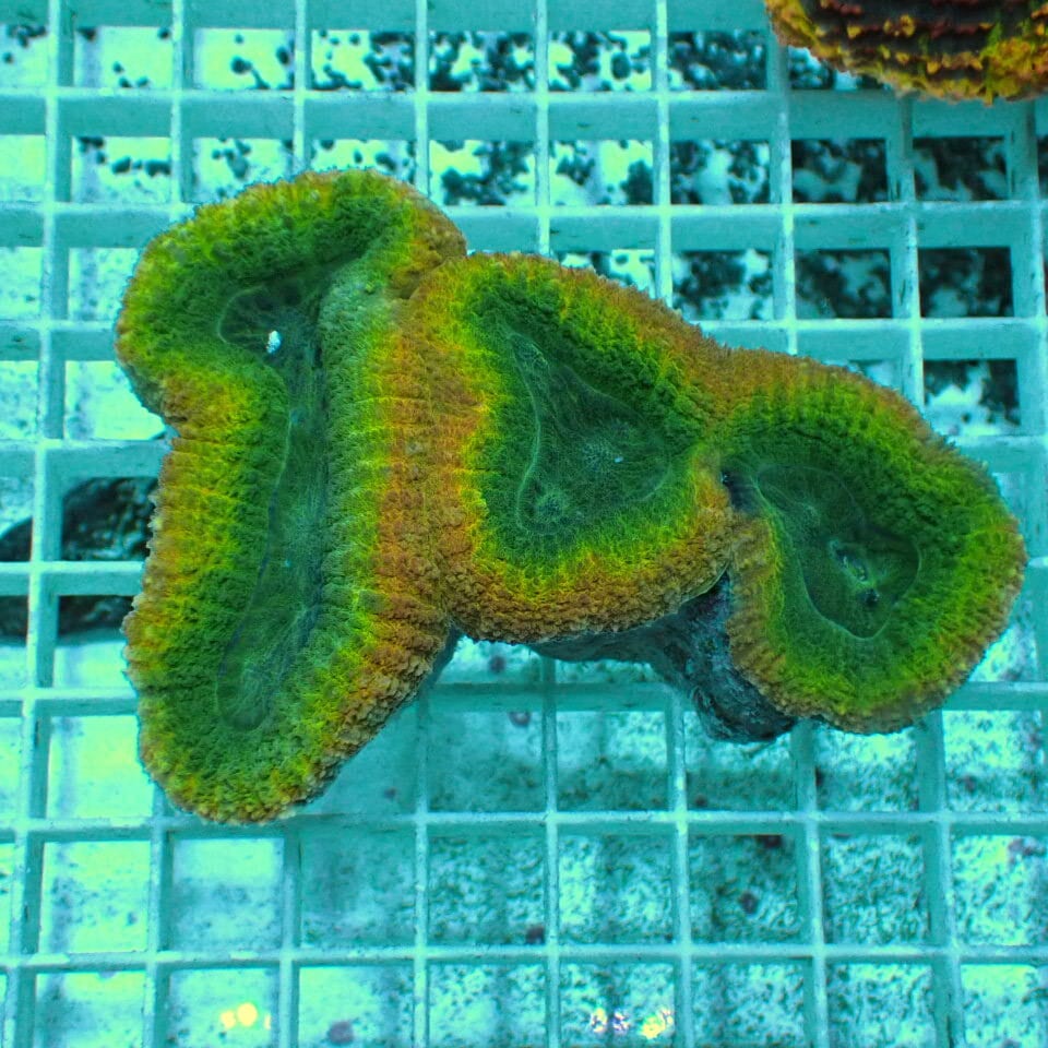 その他 | HOUSE REEF(ハウスリーフ)サンゴ・海水魚・海藻・通販・大阪