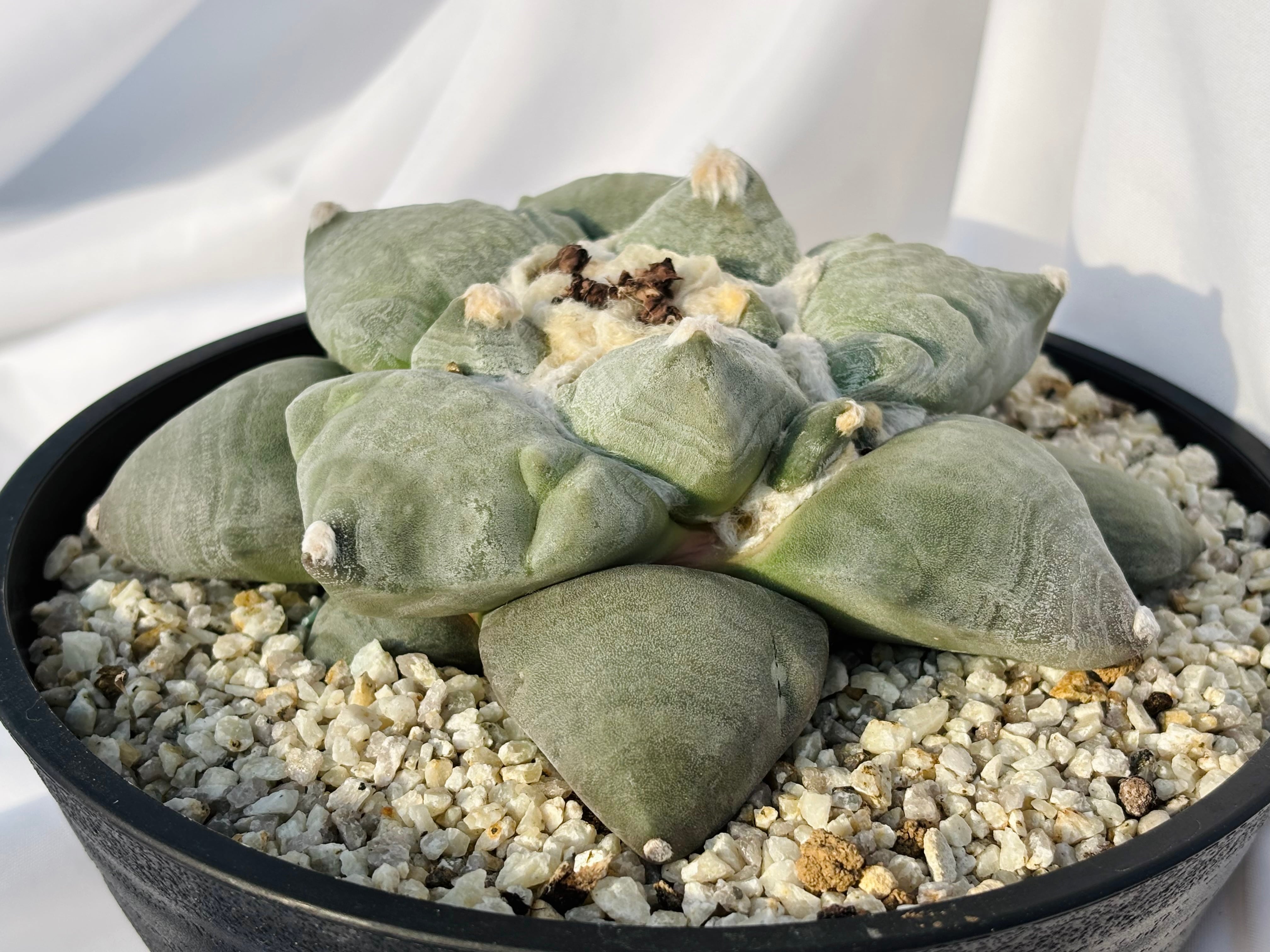 Ariocarpus furfuraceus f. アリオカルプス 大蓮葵×大疣青磁牡丹