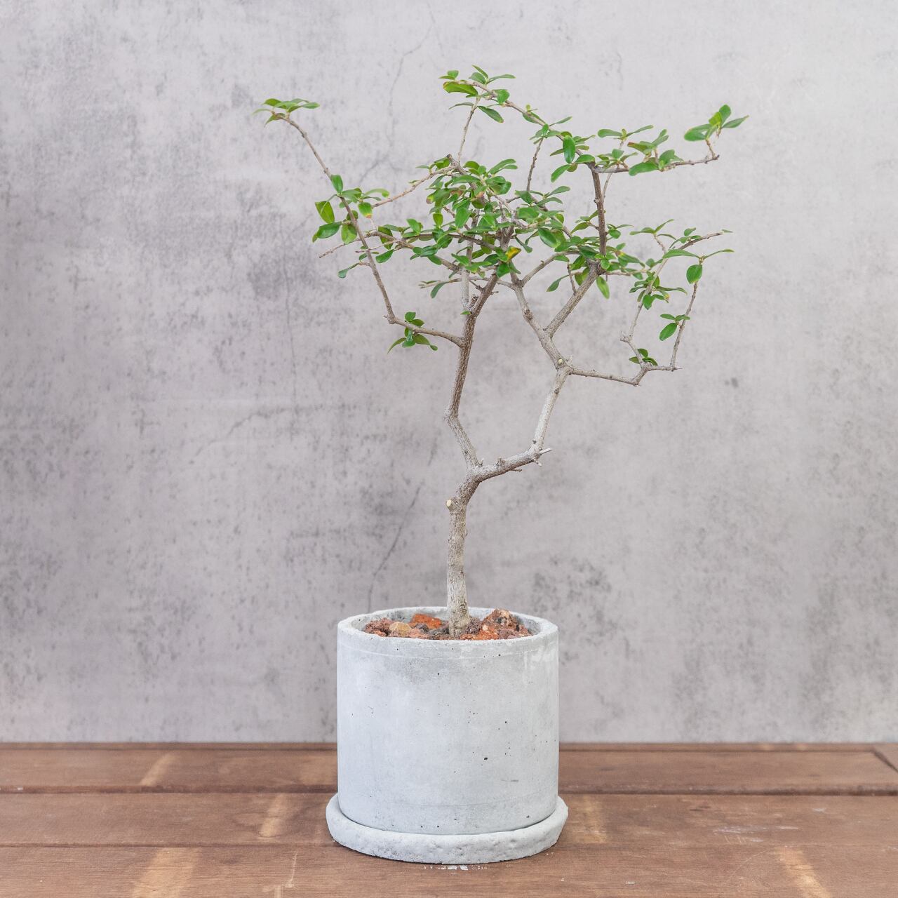オリーブ・アフリカーナ 涼やかな枝ぶりと繊細な葉がインテリアに映える 自作モルタル鉢植え
