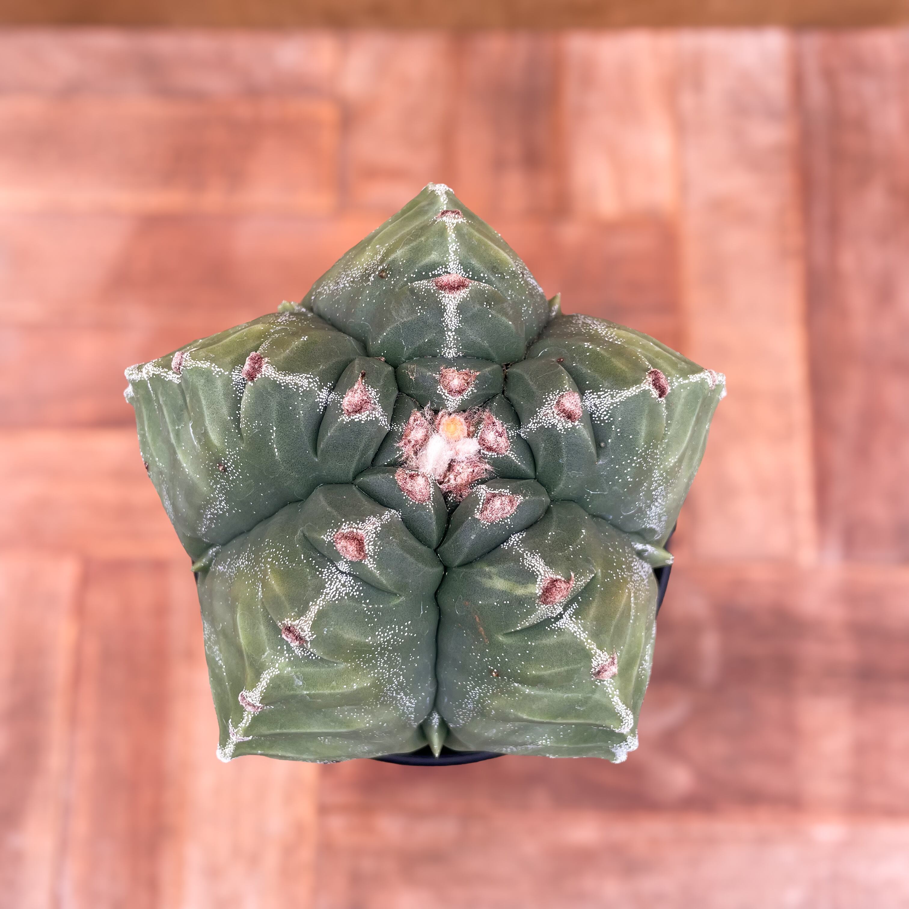 Astrophytum【アストロフィツム・亀甲ストロンギロゴナム