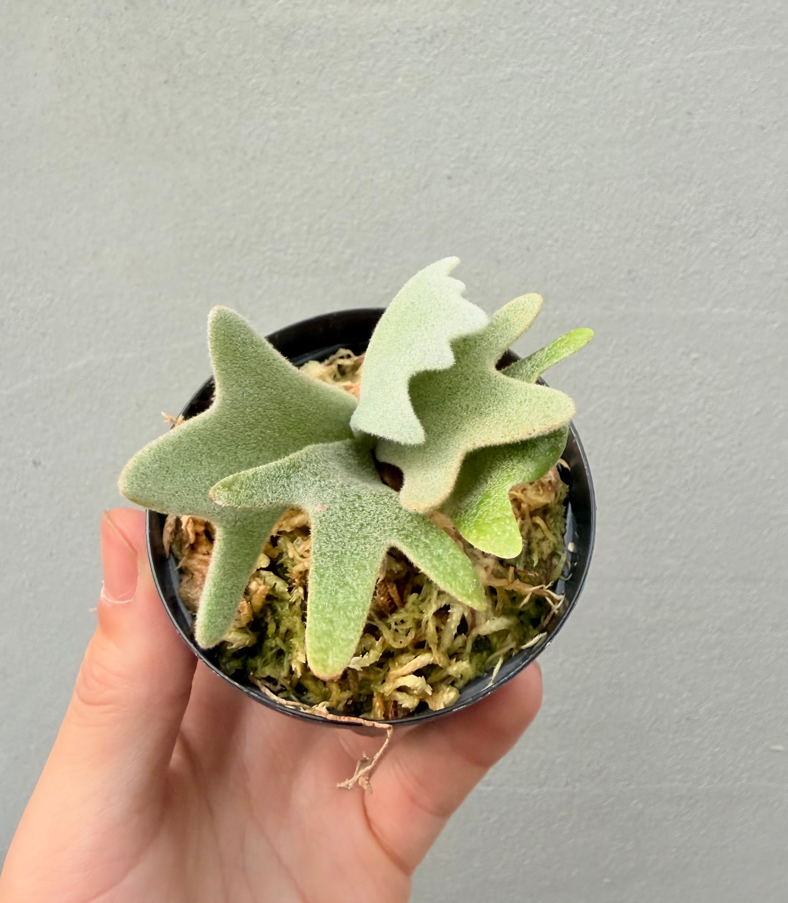 vandaka plants