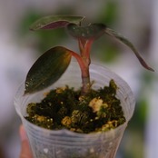 Ludisia discolor var. nigrescens / ルディシア ディスカラー ニグレスセンス⑧ / 観葉植物