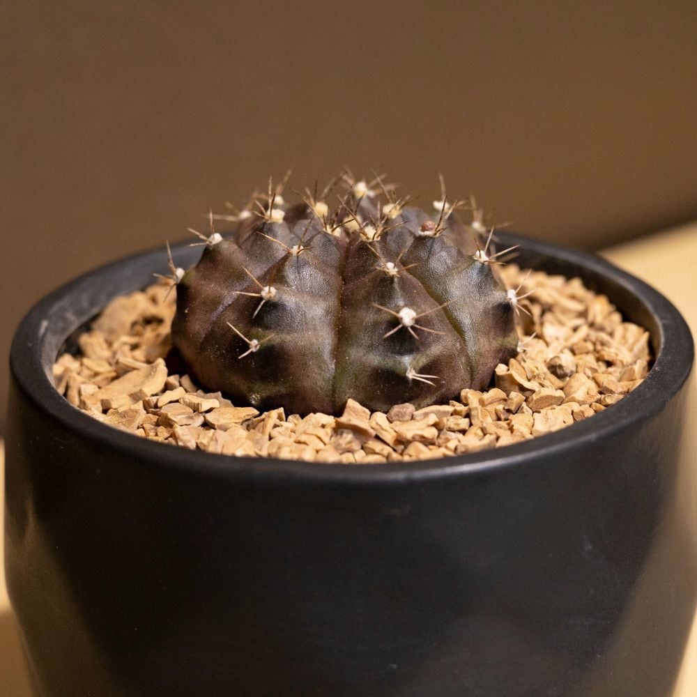 牡丹玉 ギムノカリキウム サボテン Gymnocalycium 3号鉢 | SABOTEN