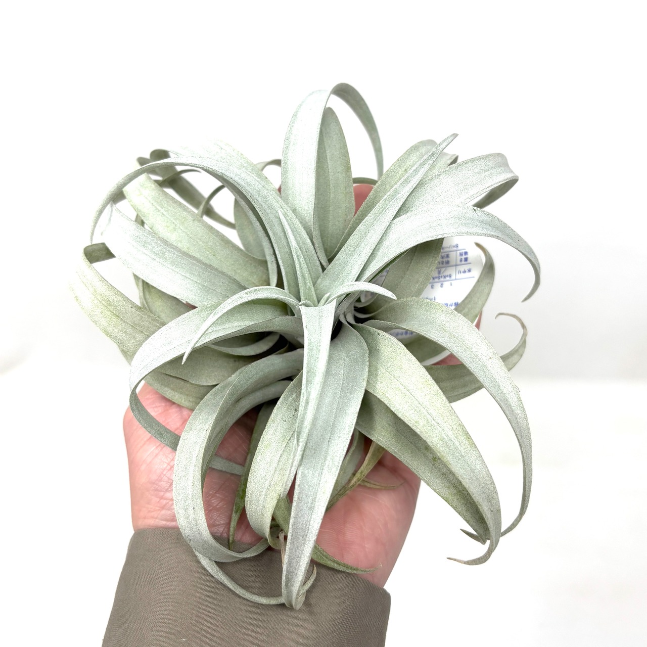 チランジア　カピタータ　イエロースター【979】