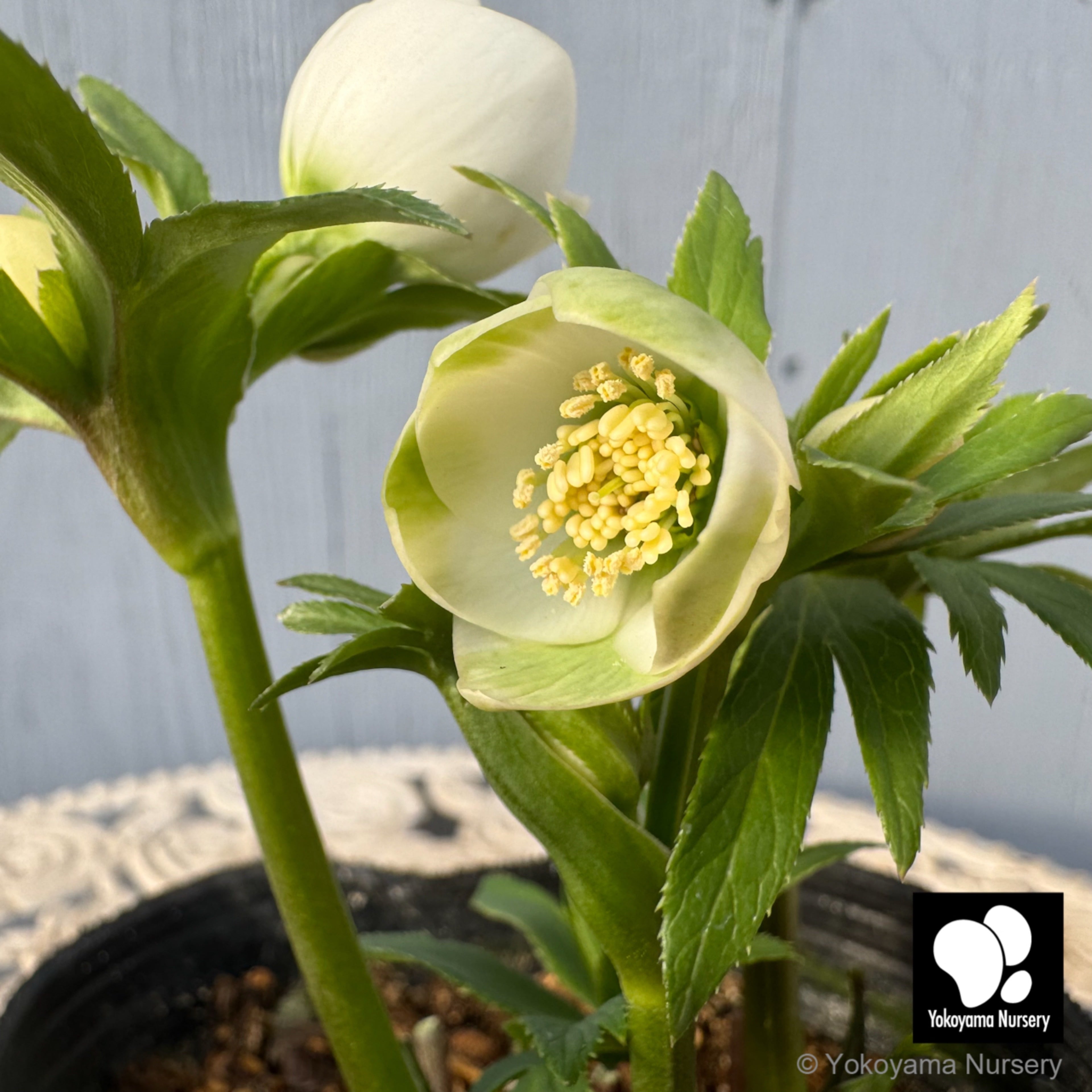 抽選販売】［6］ クリスマスローズ ベビードール ホワイト 4.5号