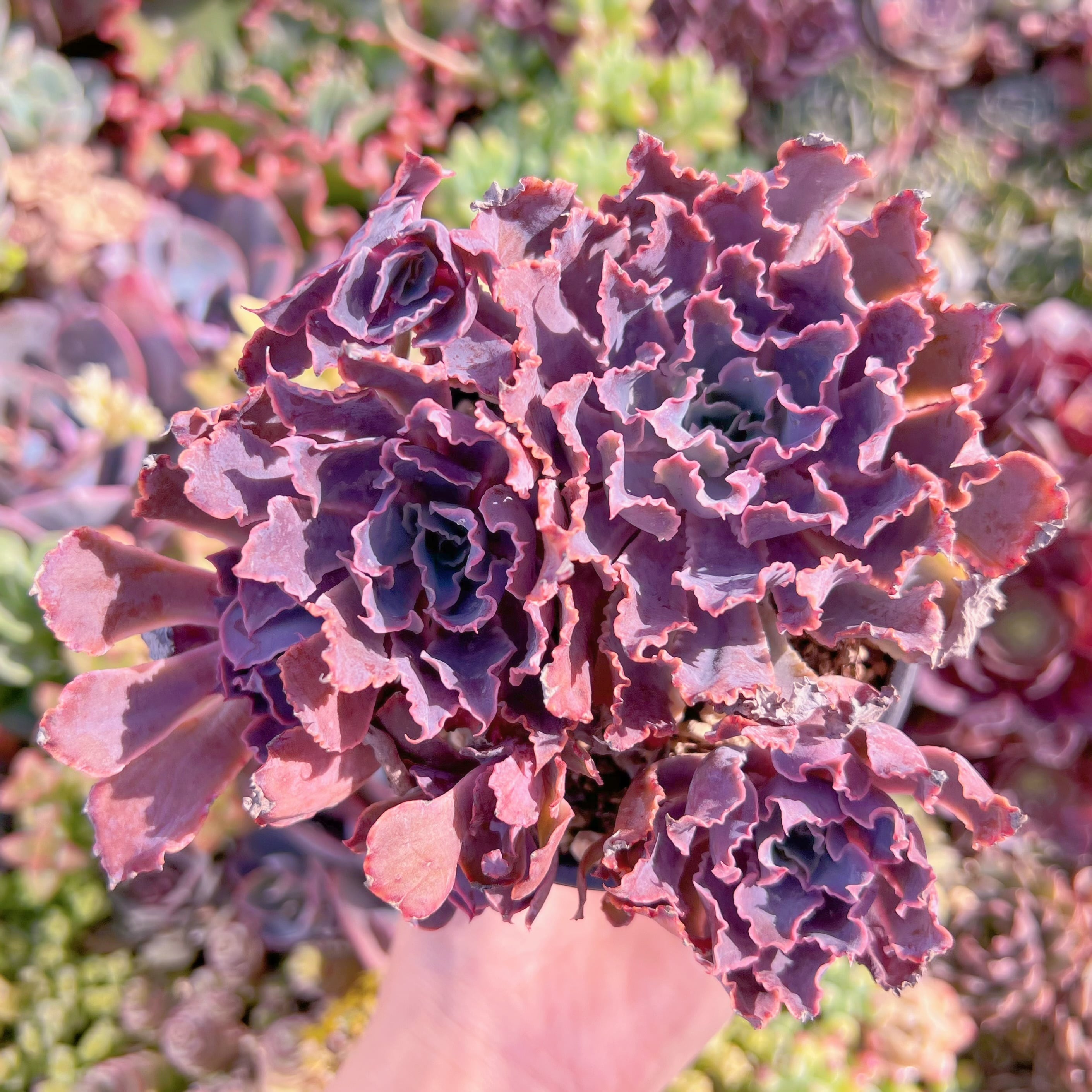 現品　シャビアナ#K033　群生　るる農園