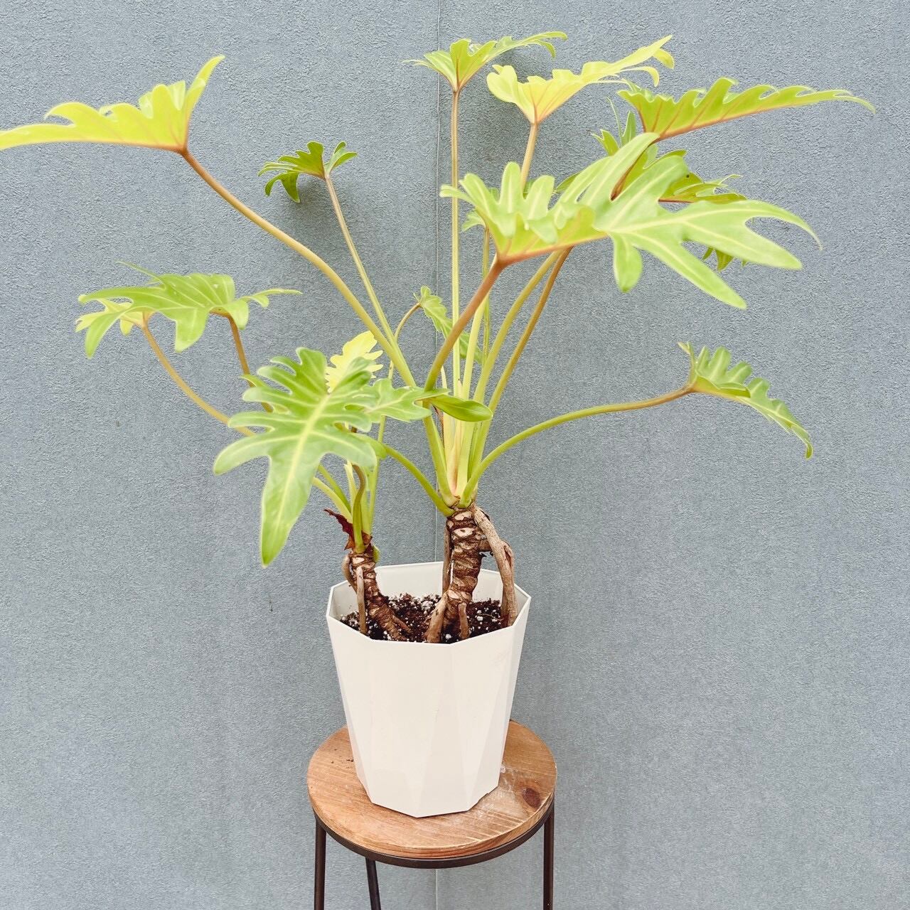 現品］A2 モンステラ 幹上がり 7号 観葉植物 室内 大型 おしゃれ 育て
