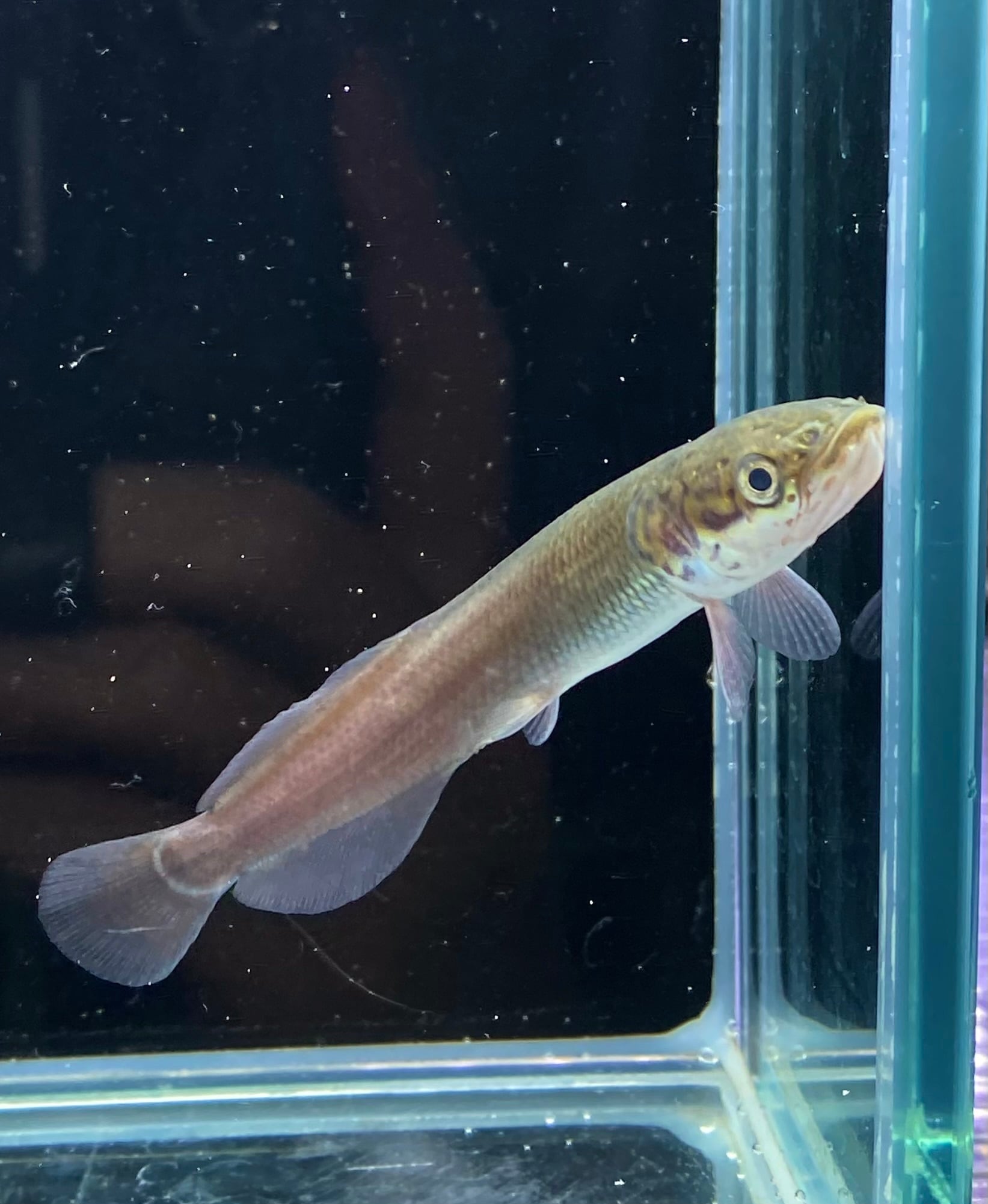 怪魚 ピラルク (Arapaima gigas ) 1匹 | アクアショップあんじゅ