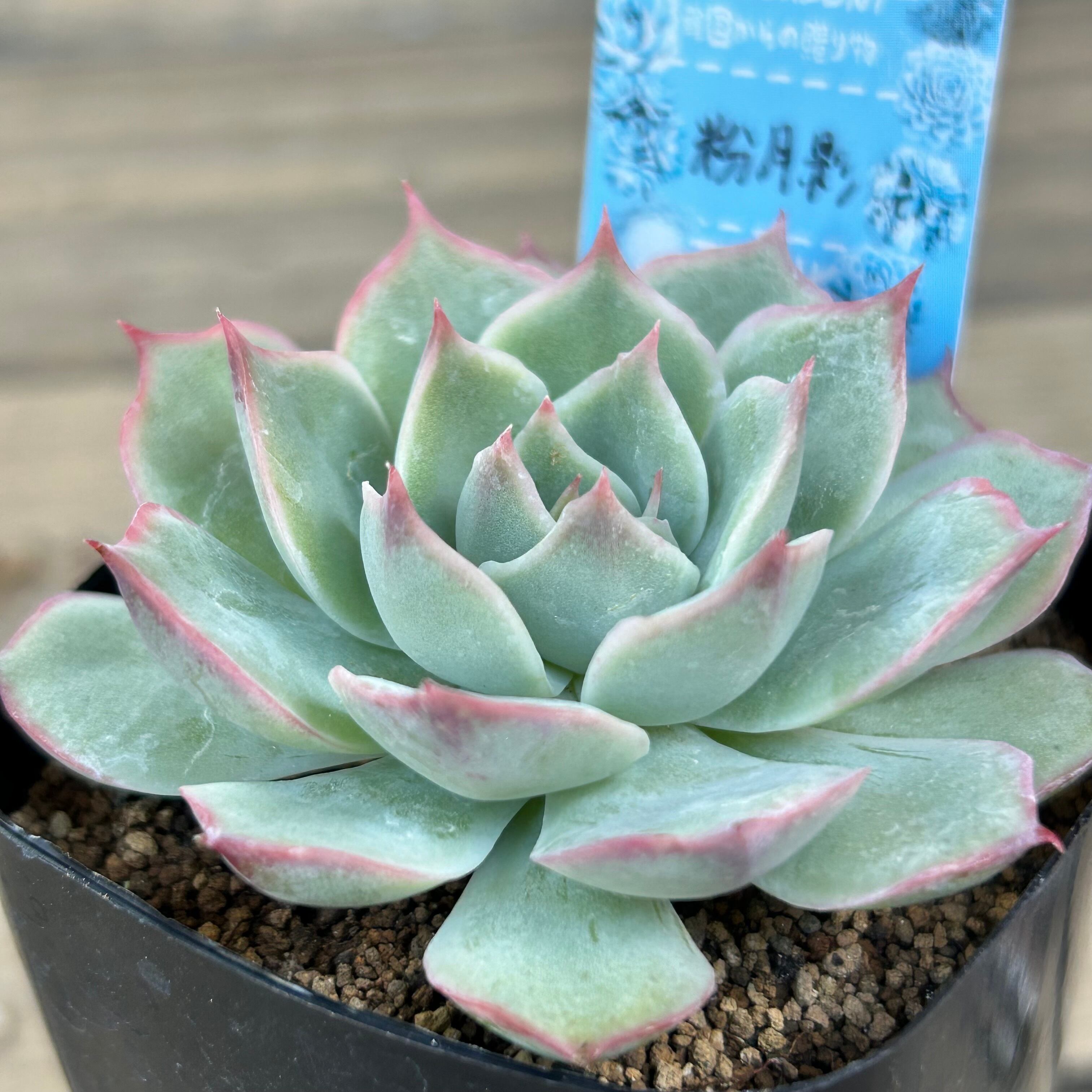 粉月影 | RuPo 多肉植物専門店