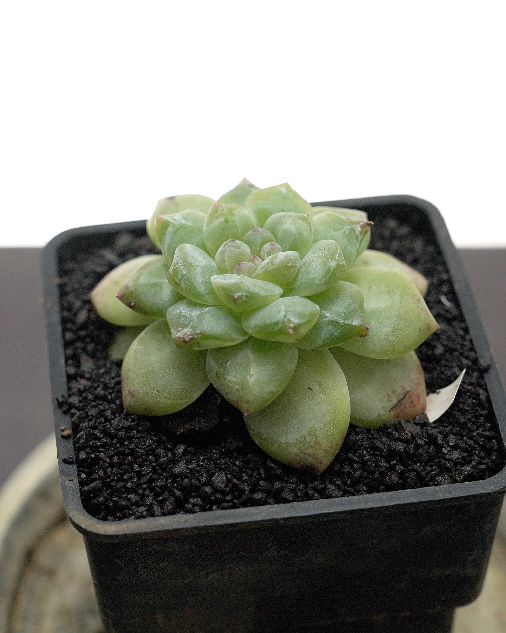 発根済カット苗 フォルティチュード Echeveria 'Fortitude' | PUKUBOOK