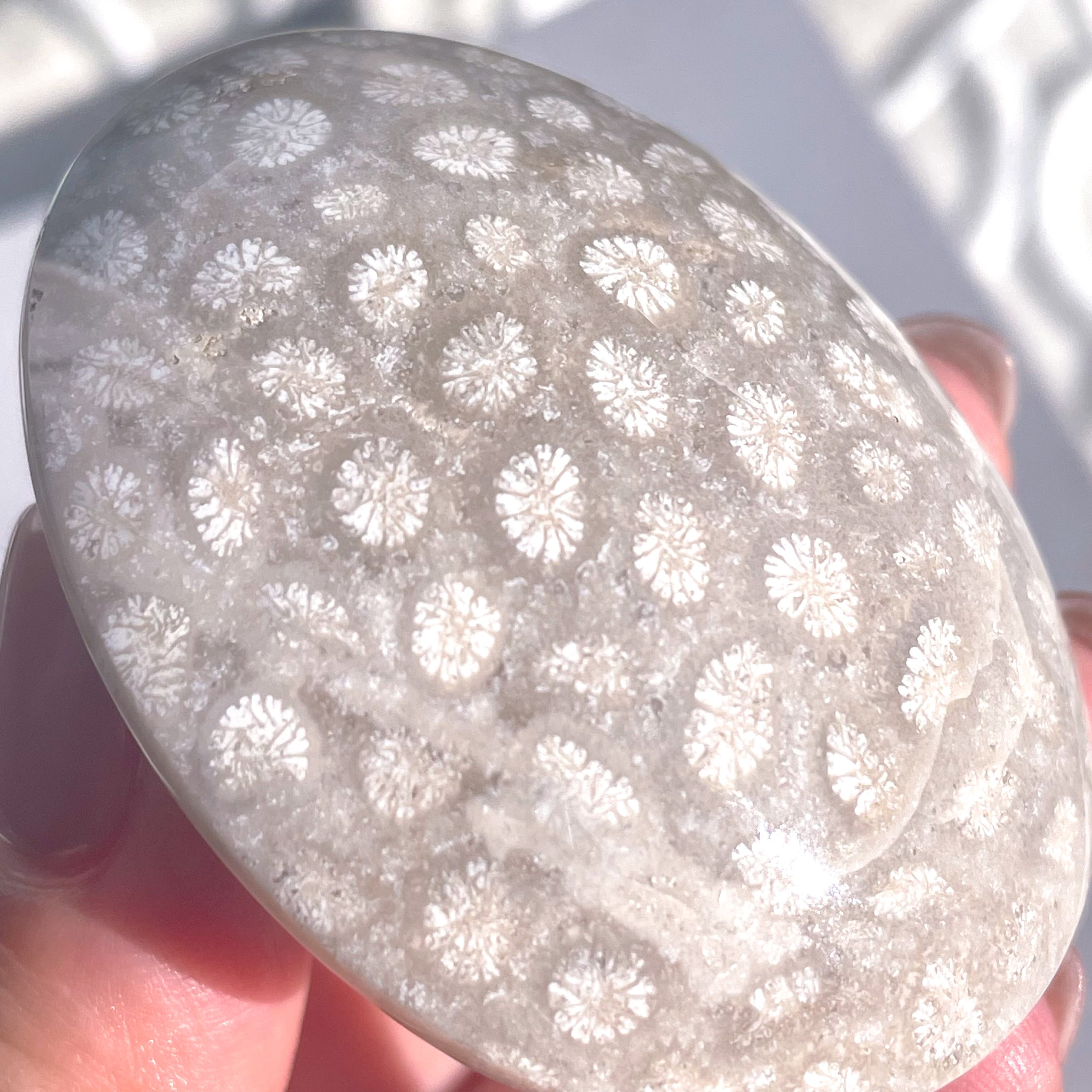 Fossile Coral Palmstone ✧ フォッシルコーラル | FLUXY - 天然石と