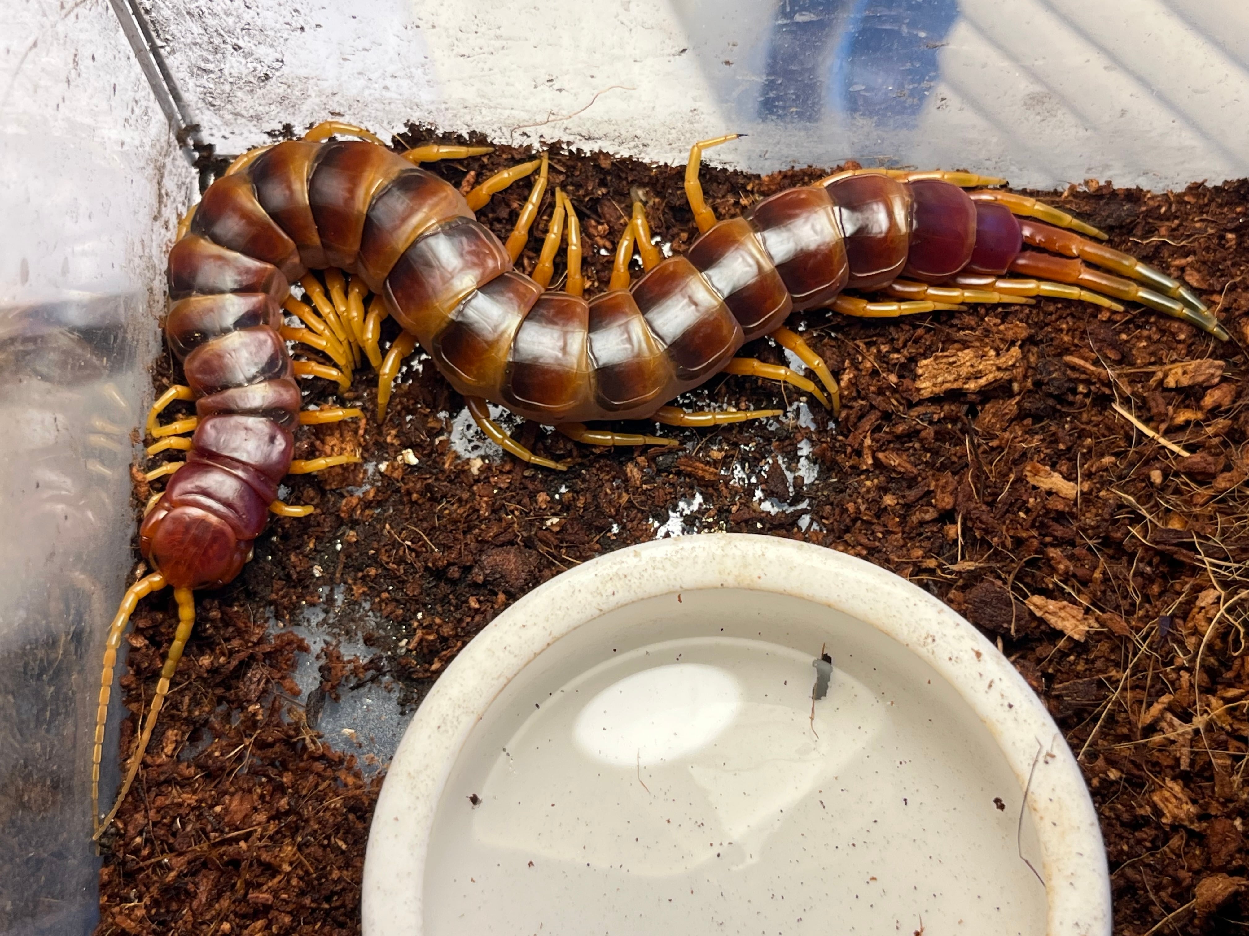 百足最大種】ペルビアンホワイトレッグオオムカデセンチピード 全長7cm