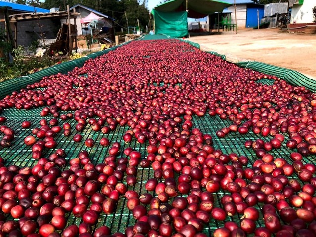 （送料無料：80gx1袋）ミャンマー シャン州 ユアンガンのジーニアスコーヒー
