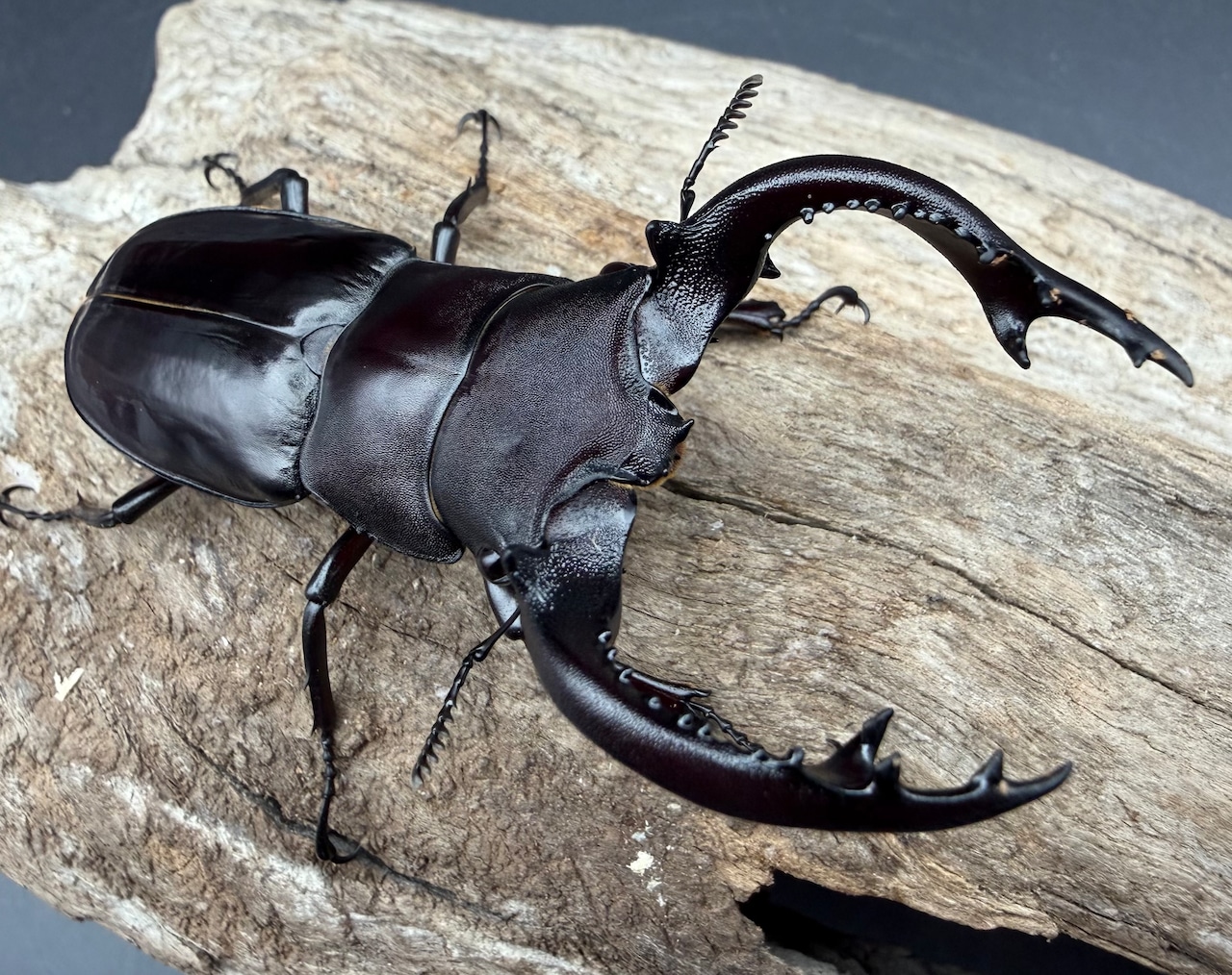 《フォルスターフタマタ亜種キヨタミ 74mm A'品ペア》