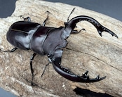 《フォルスターフタマタ亜種キヨタミ 74mm A'品ペア》