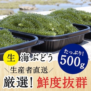 【大容量500g(A級品)】沖縄県南城市産 朝採れ生海ぶどう