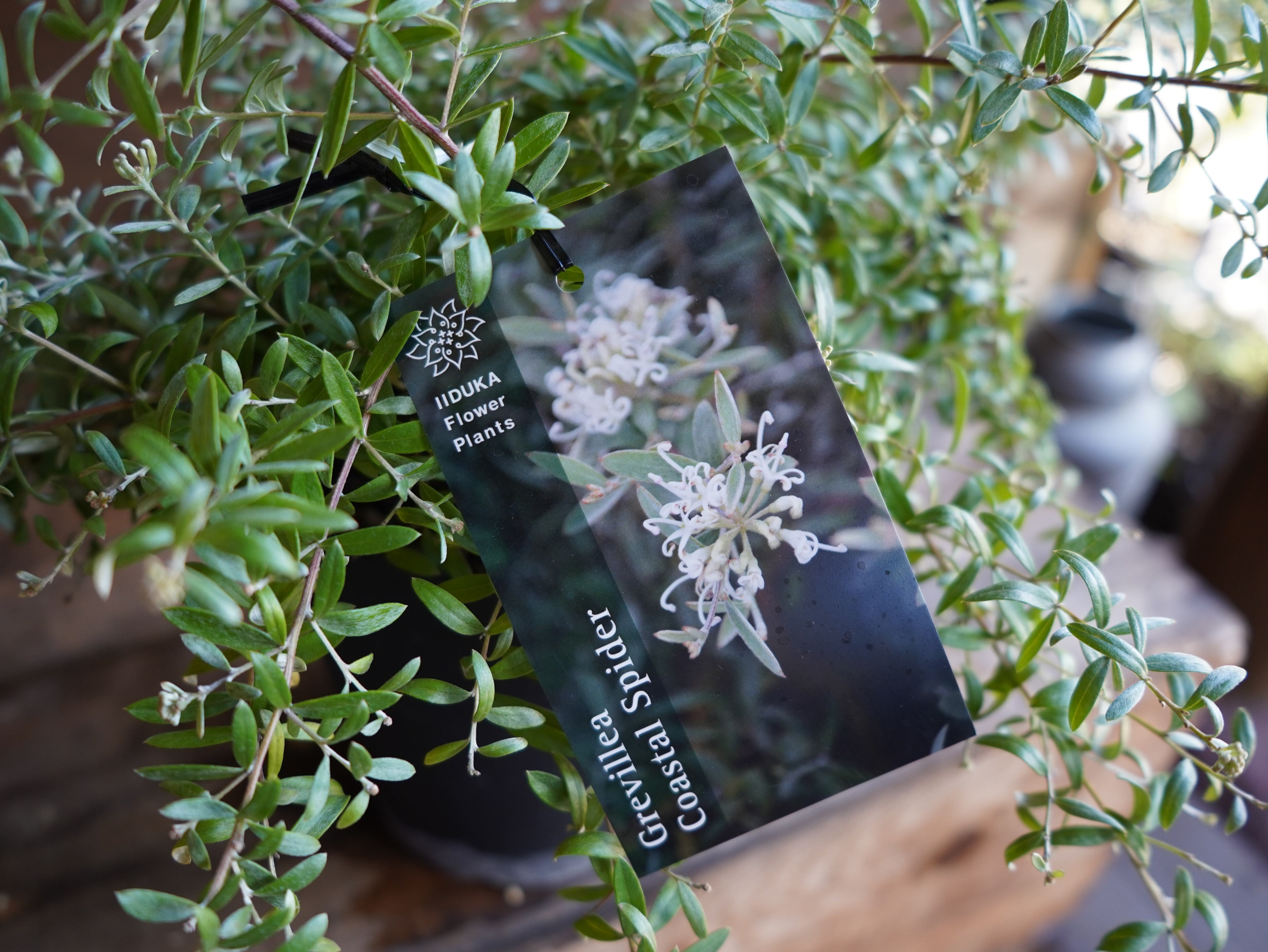 【現物】グレビレア ”コースタルスパイダー” B