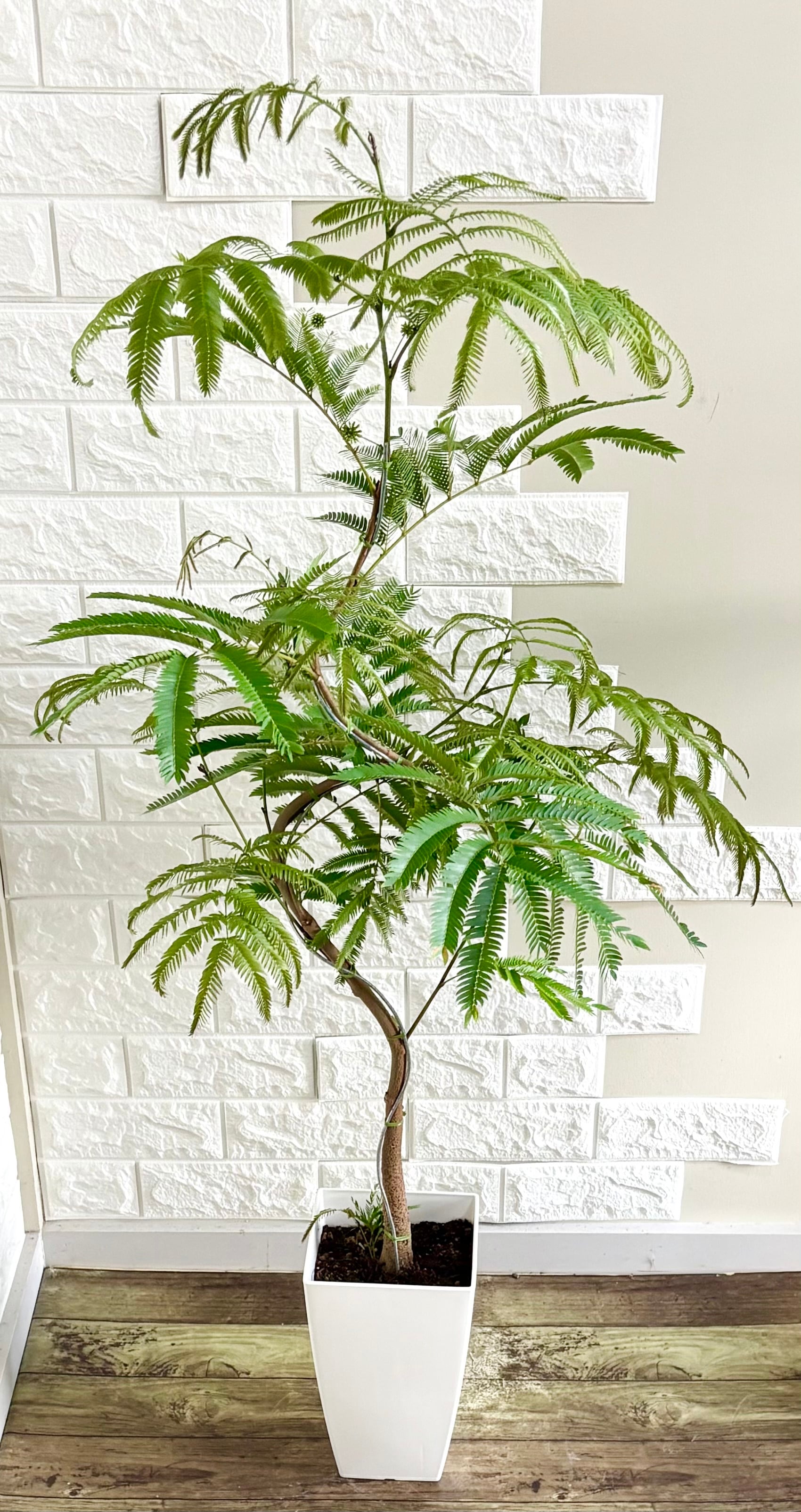 【現品】希少　黄斑入りエバーフレッシュ　曲がり樹形　7号鉢 観葉植物 現品】エバーフレッシュ 曲がり樹形 7号鉢 観葉植物 | 観葉植物のお店