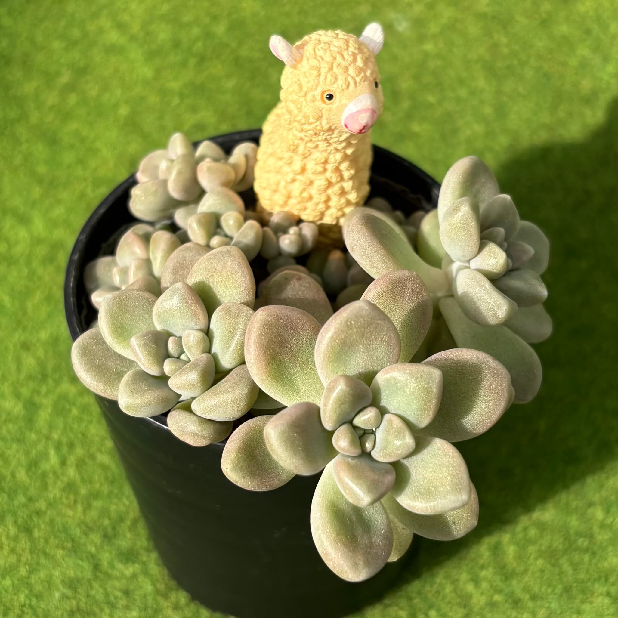 オパリナ ホワイト錦 | 多肉植物 豆彦商店