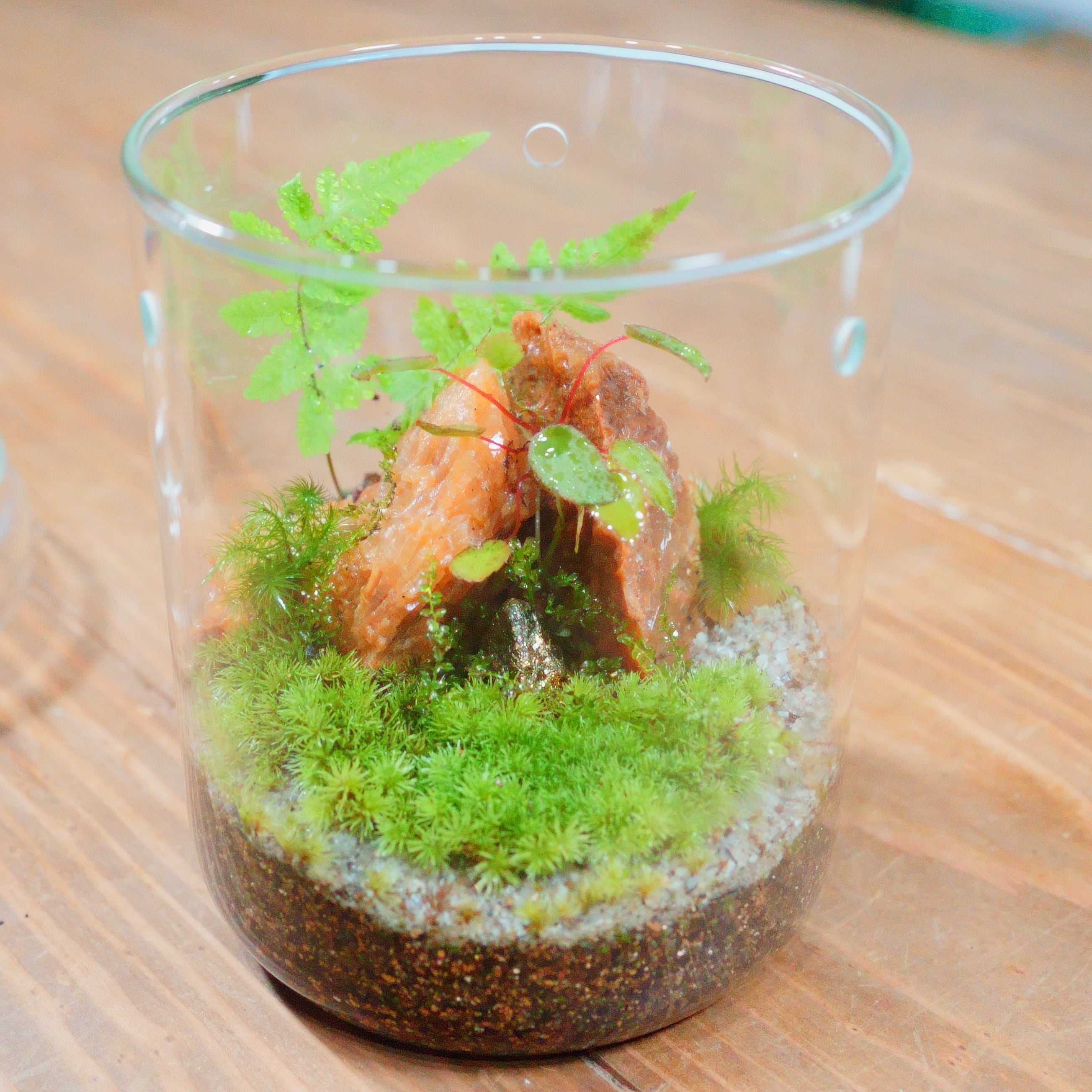 クオーツロック | 栽培苔と苔テラリウム用品の西予苔園（せいよこけ