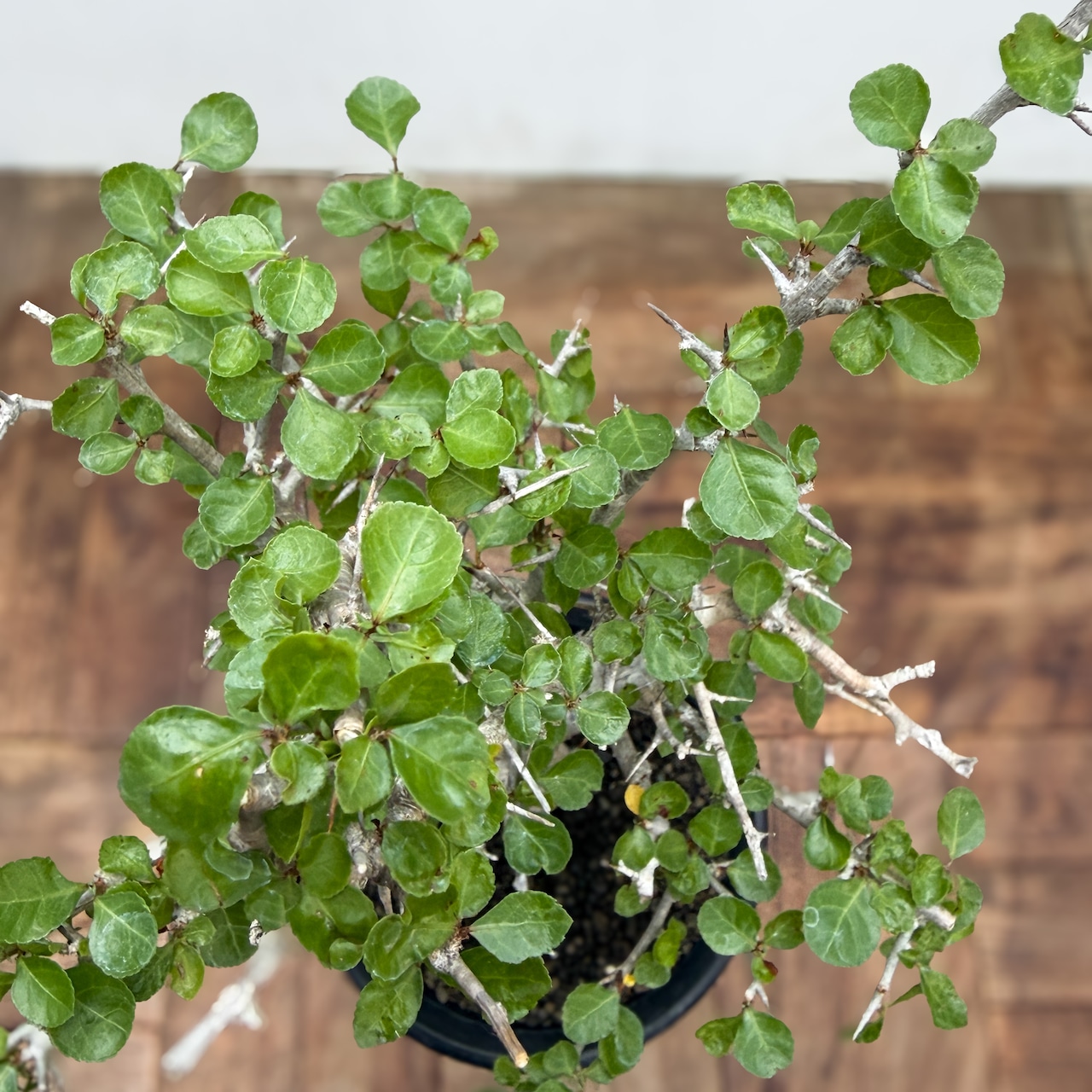 Commiphora orbicularis【コミフォラ・オルビクラリス】