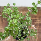Commiphora orbicularis【コミフォラ・オルビクラリス】