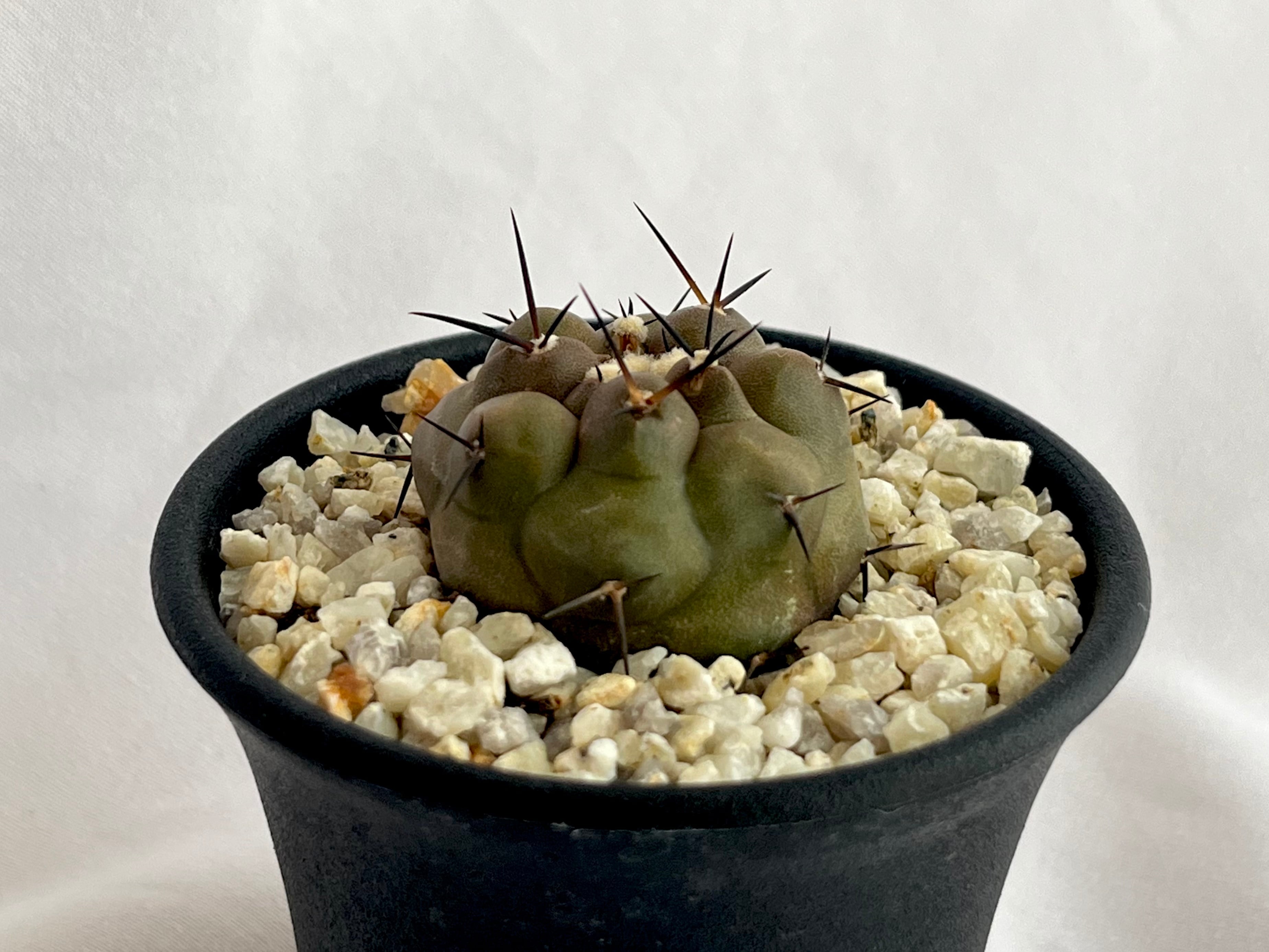 Copiapoa cinerea　コピアポア　シネレア　黒王丸　サボテン   plants MARU ー 多肉植物・サボテン・園芸グッズのお店 ー  powered by BASE