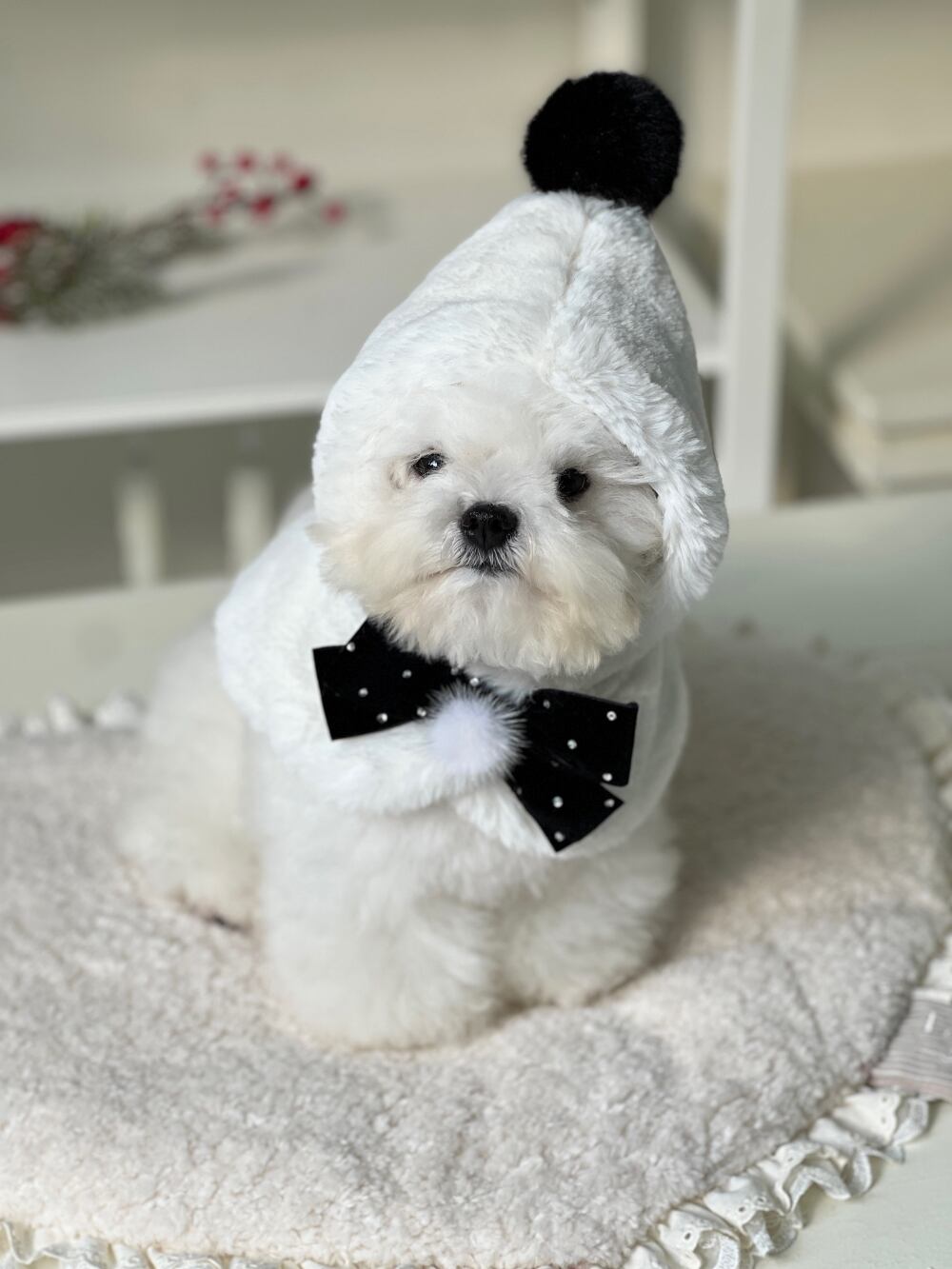 〈 予約アイテム 〉SICGGU / Burgundy Red Mantle Ver.2