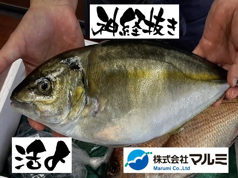 21円 内祝い 養殖シマアジ1尾 1 1 3kg前後サイズ 国産 冷蔵便