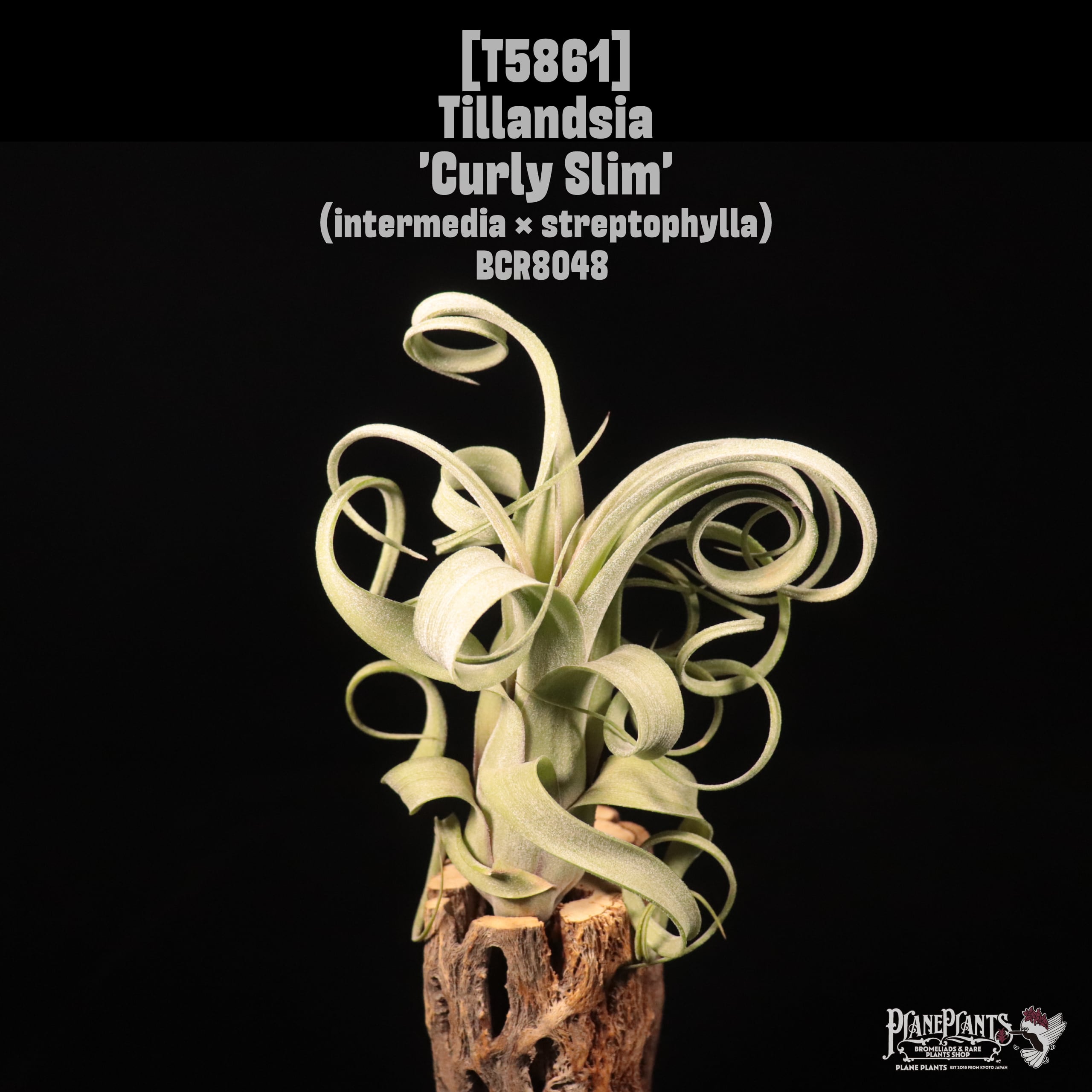 Tillandsia 'Curly Slim'〔ティランジア〕T5861