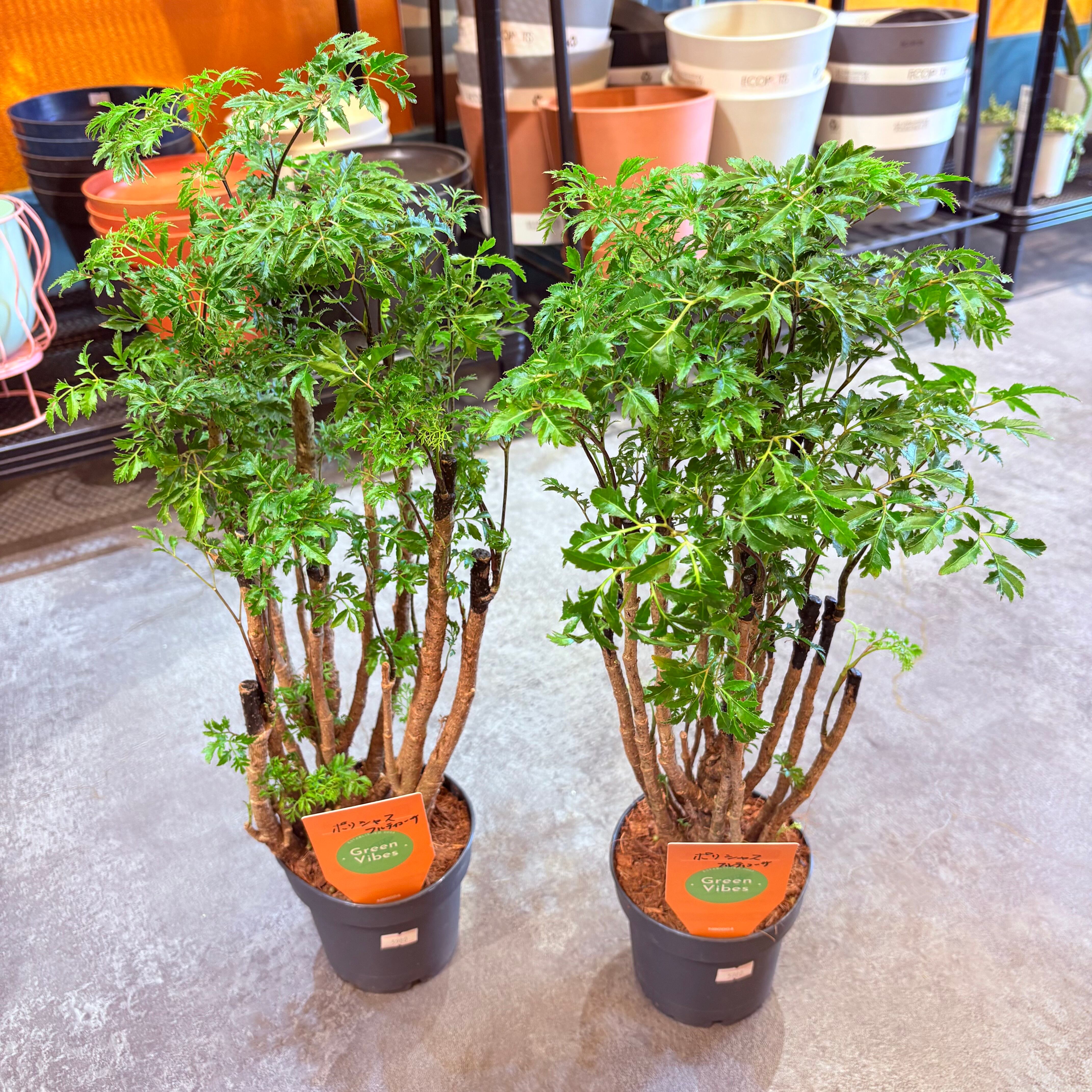 ポリシャス フルティコーサ 4号 | Green Vibes 宇都宮市の観葉植物専門店